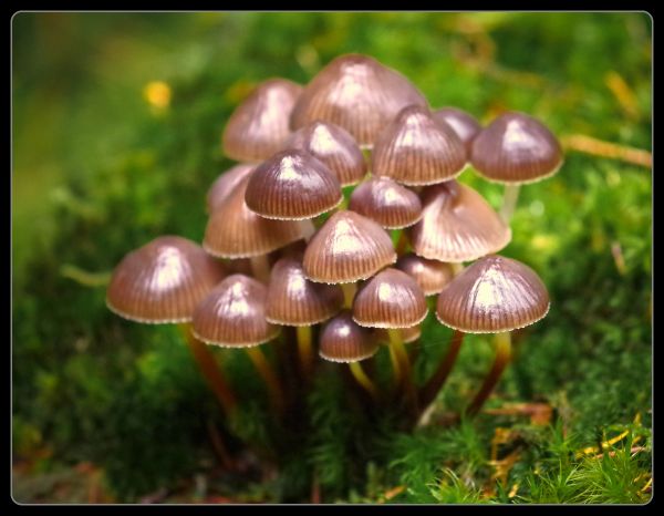 nature,macro,mushroom,magic,fungus,fall