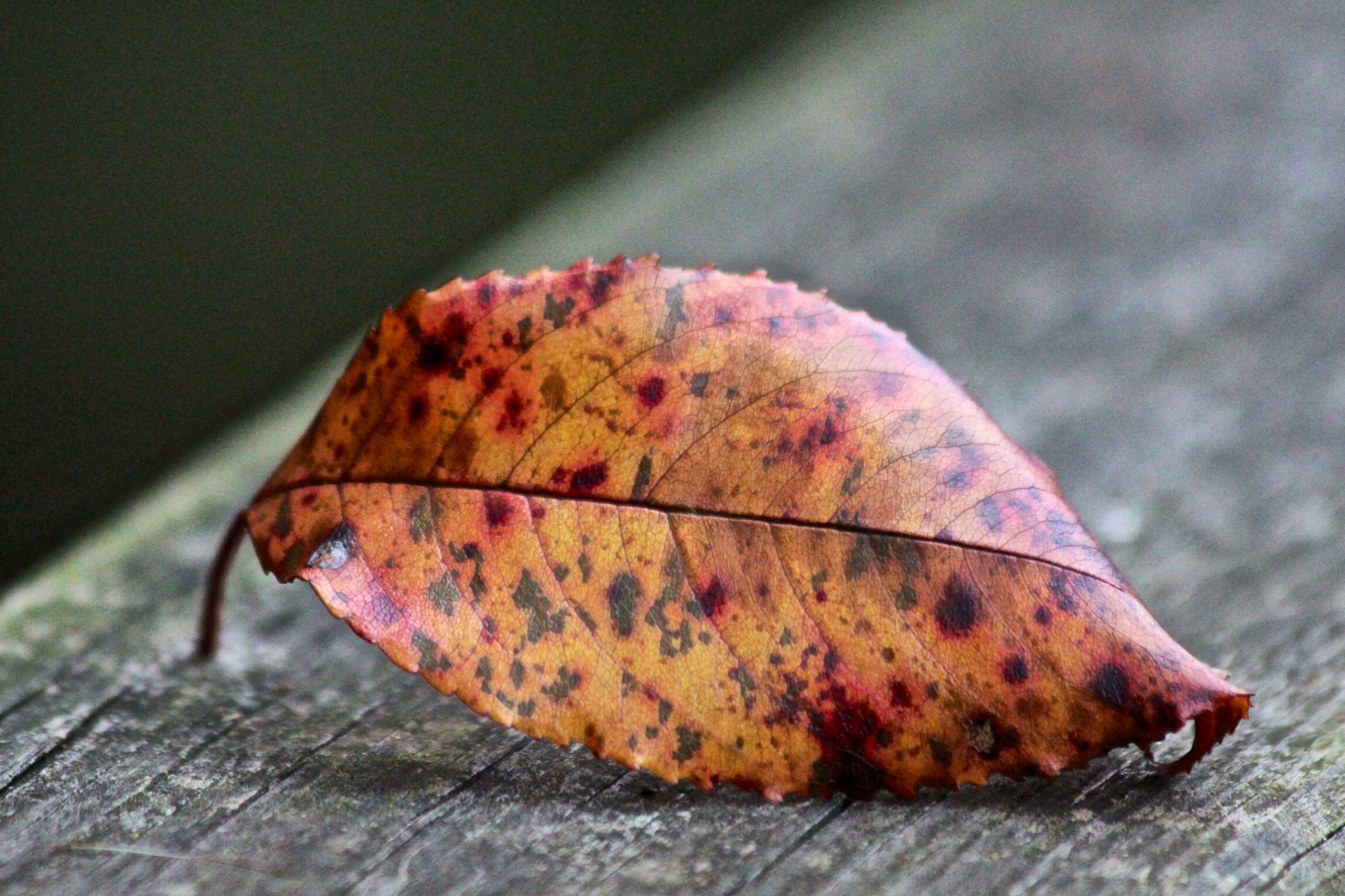 가을, 가을, 자연, 닫다, 정경, 시즌, 잎, redleaf, 자연 그대로의, 변하기 쉬움