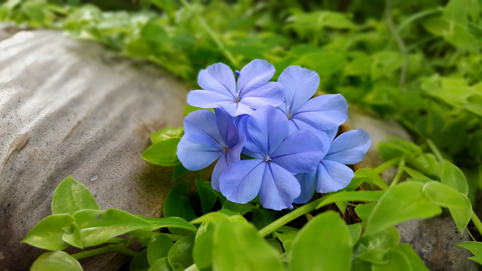 Wallpaper 5312x2988 px, blue flowers, leaves 5312x2988 wallpaperUp