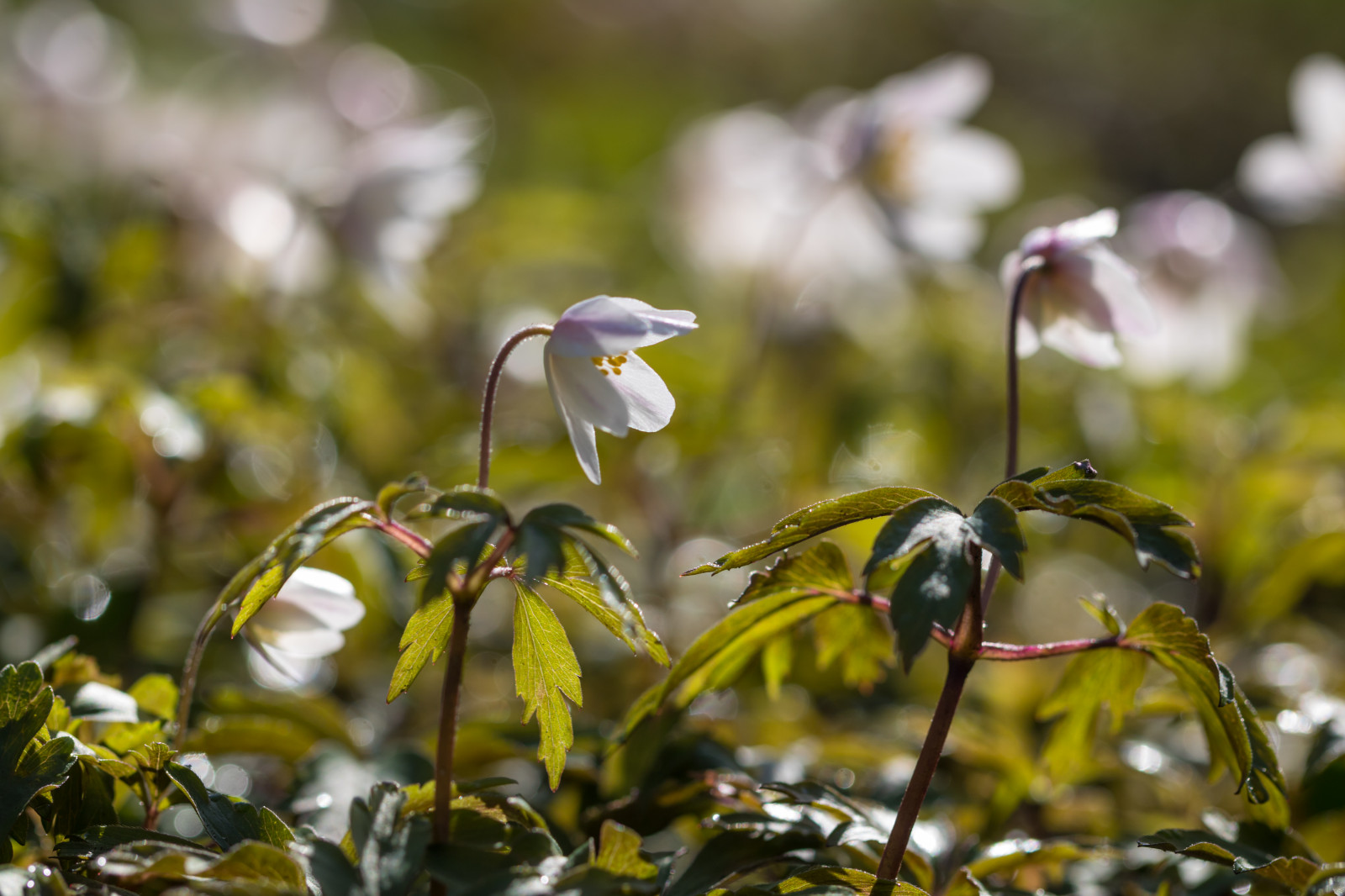 slunečnímu záření, Příroda, tráva, větev, zelená, Volně žijících živočichů, květ, jaro, Sasanka, podzim, list, květ, rostlina, flóra, Blomma, v r, jaro, Alnarp, vitsippa, woodanemone, sippa, louka, fauna, divoká rostlina, botanika, suchozemská rostlina, kvetoucí rostlina, zblízka, makro fotografie