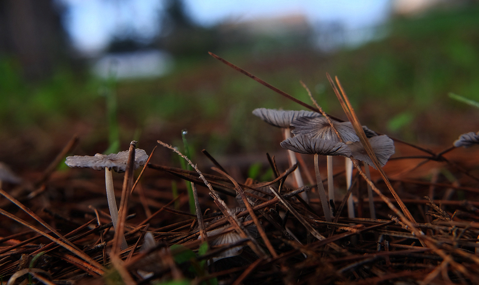 Příroda, tráva, makro, houba, Volně žijících živočichů, Fujifilm, houba, UMĚNÍ, list, blinkagain, makro, fuji, photowalk, XT1, flickraward, ngc, natura, flickrstruereflection1, národní geografie, editace, photografy, sharingart, flickrclickx, větvička, Melilla, zblízka, makro fotografie, tráva rodina, crazygeniuses, afotando, arttate, makra, macrofotografia, soulocreativity1, génius, macrophotographers, adilmehmood, crazygenius, flickrphotowalk, fujistas, fujixt1fujifilm, photowalkmelilla, photograpfy, jocarlo, clickofart, pwmelilla, xt1fuji, Opticalart