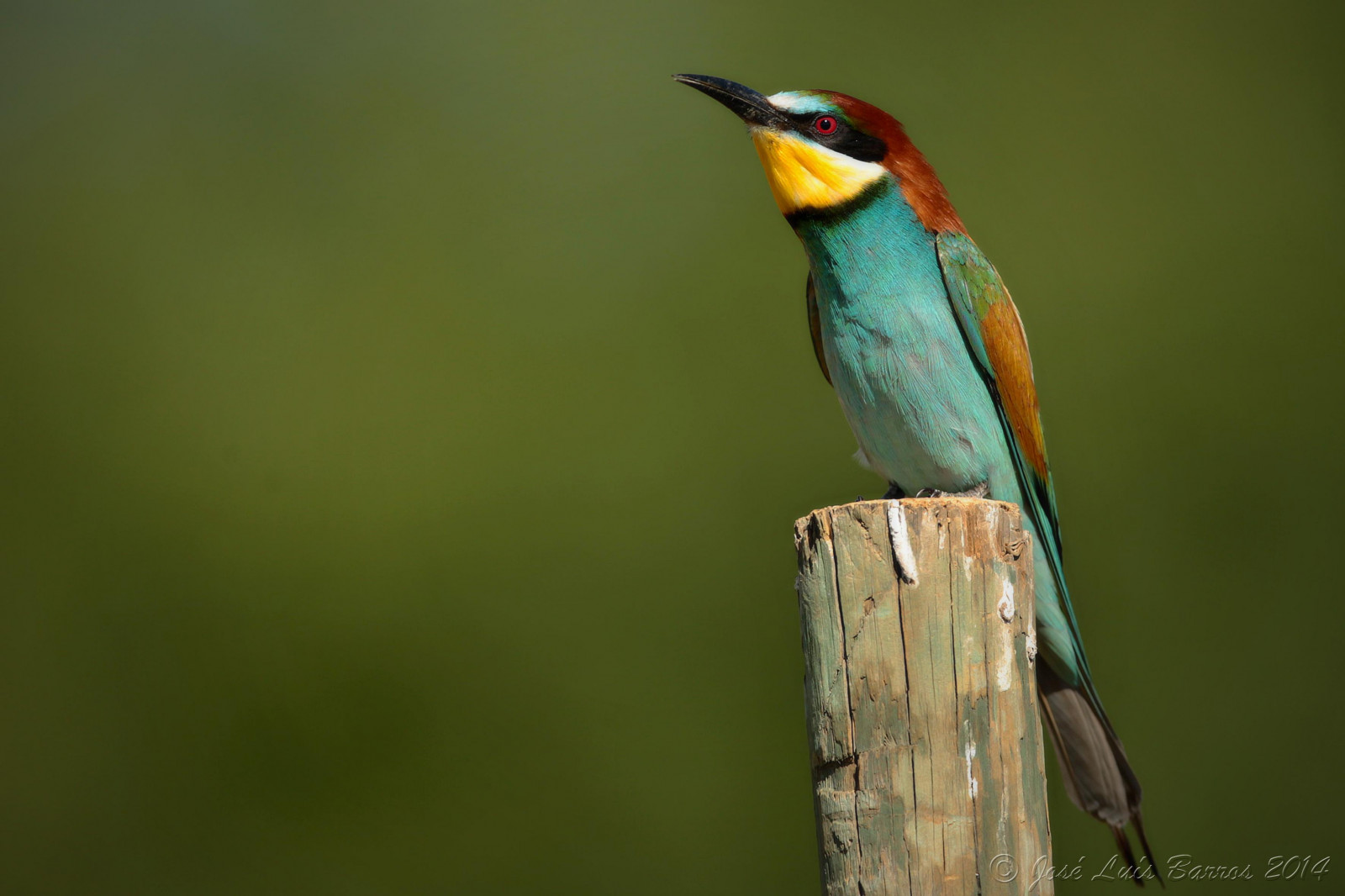ptactvo, zvěř, Příroda, křídla, peří, větev, zelená, Volně žijících živočichů, zobák, Portugalsko, fullframe, pták, pozorování ptáků, kolibřík, datel, křídlo, natureza, fauna, ptáček, Aves, ptáčník, vidaselvagem, influenza, prohlížení pták, obratlovců, zblízka, CORACIIFORMES, biodiverzita, ornitologie, Piciformes, ornitologie, avifauna, animais, birdphotographer, vlhovití, canoneos1dx, abelharuco, meropsapiaster, avesemliberdade, birdsinfreedom, canonef400mmf28lisiiusm, josbar, jos lu sbarros, birdphotographing, nocaptivitybirds, freebirds, faunaportuguesa, faunaib rica, iberianbirds, ornitologia, vidaanimal, Penas, portuguesebirds, birdsinportugal, avesemportugal, avesdeportugal, asas, observa odeaves, fotografiadeaves, fotografiadenatureza, naturephotographing, observadordeaves, FOT grafodeaves, fot grafodenatureza, naturephotographer, dodo, ornit filo, birdinginthewild, avianphotography, biodiversidade, idanhaanova, Carri al