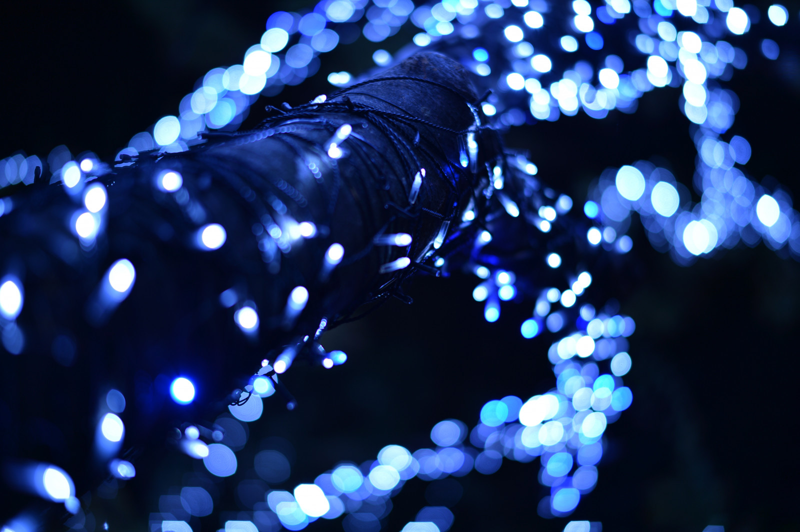 Japan, Nacht-, Betrachtung, Ast, blau, Nikon, Weihnachtsbeleuchtung, Tokio, Jp, Licht, Nikkor, Blume, Beleuchtet, Erleuchtung, Beleuchtung, Dunkelheit, Df, Roppongi, Keyakizaka, Afs58mmf14g, Afsnikkor58mmf14g, erleuchten, Weihnachtsdekoration, Makrofotografie