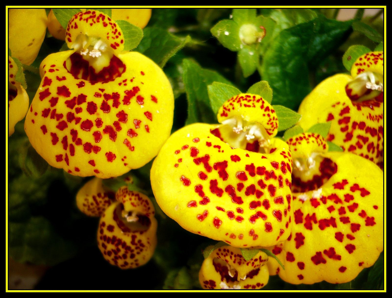 květ, makro, Příroda, žlutý, zahrada, Maďarsko, Budapest