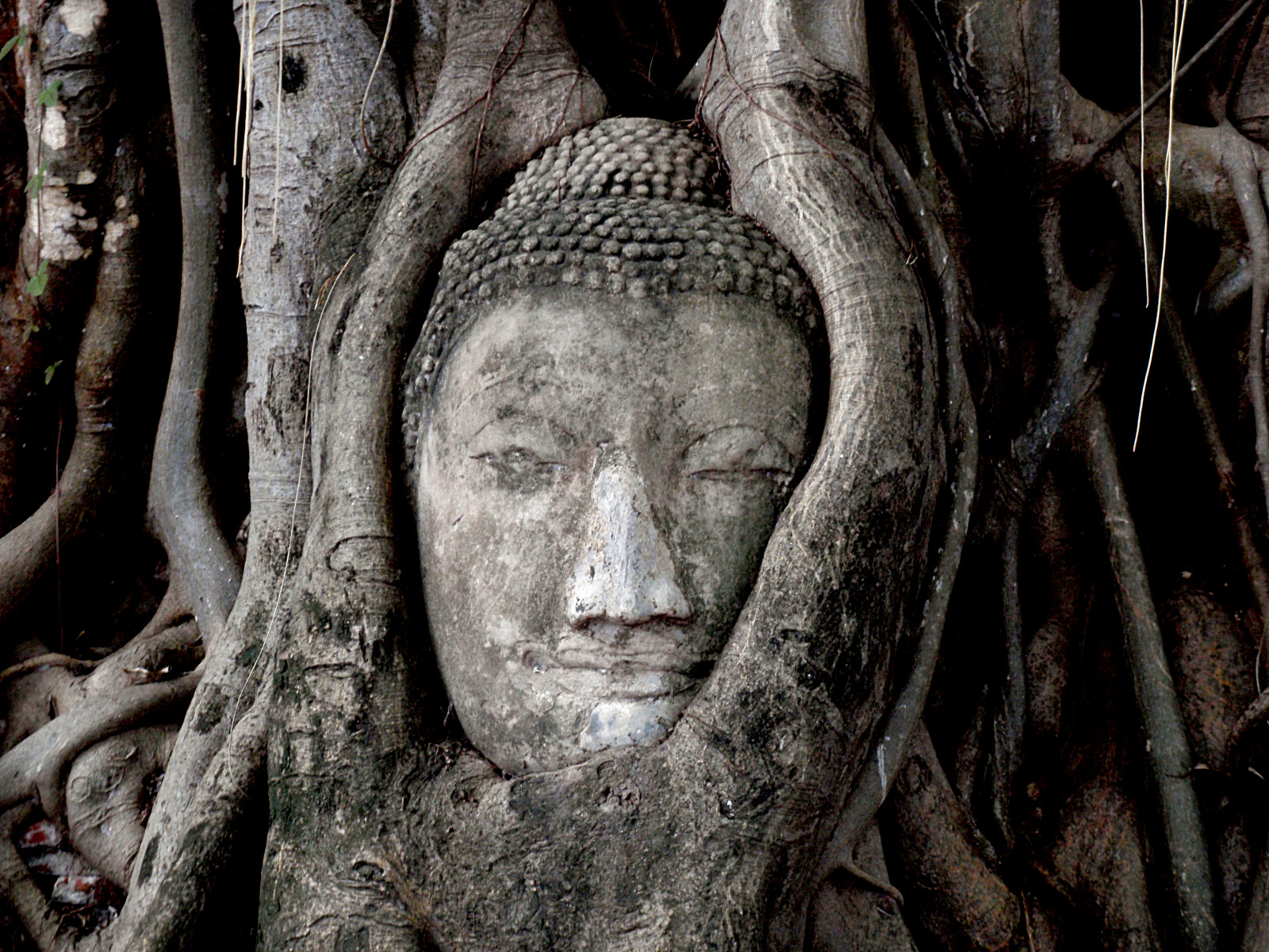 starý, město, cestovat, dovolená, Dovolená, strom, UMĚNÍ, kámen, Thajsko, chrám, fotografování, fotografie, kosmopolitní, zřícenina, Asie, Jihovýchodní Asie, fotky, hlava, Buddha, hlavní město, náboženství, zřícenina, kořeny, řezba, uNESCO, Thai, duchovní, buddism, zničený, civilizace, řezby, staré Město, treeroots, Ayutthaya, vyhozen, watphrasrisanphet, mimo vyšlapané cesty, headintree, unescoheritagesight, worldunescoheritagesight