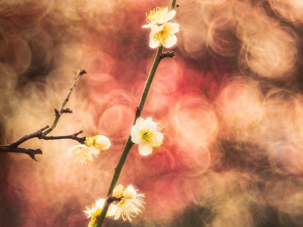 Japan, sollys, afdeling, gul, morgen, blomst, bokeh, Tokyo, efterår, blad, blomst, plante, sæson, boble, flora, kronblad, computer tapet, jord plante, blomstrende plante, makrofotografering, japaneseplum, trioplan