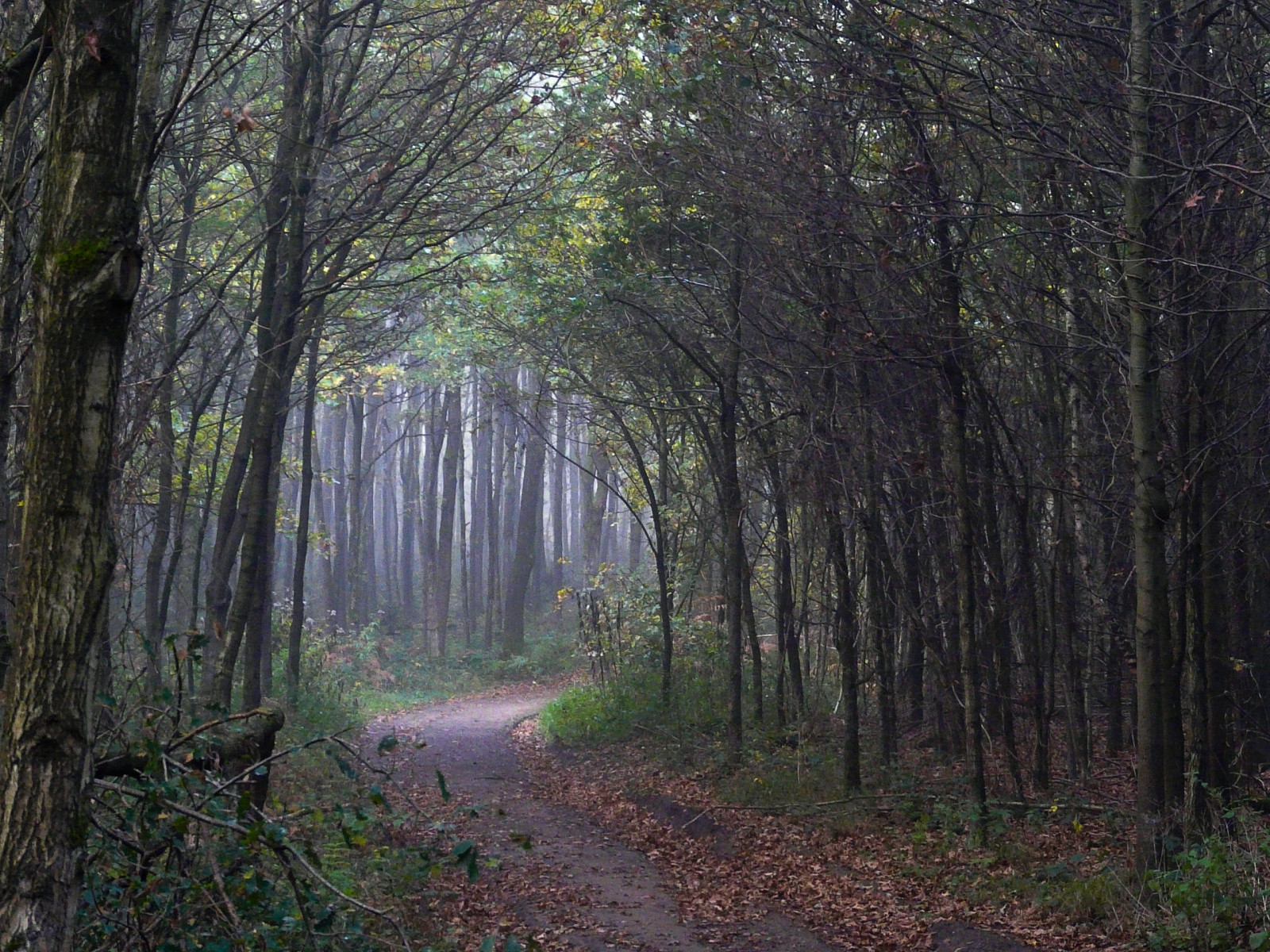 sollys, Skov, efterår, natur, træ, morgen, tåge, ødemark, jungle, regnskov, Köln, vådområde, træ, efterår, tåge, blad, sæson, vej, sti, naturesfinest, abigfave, theperfectphotographer, SOE, golddragon, platinumphoto, colourartaward, goldenglobe, platinumsuperstar, skov, naturewatcher, landdistrikt, levested, naturligt miljø, atmosfærisk fænomen, vedplante, økosystem, tempererede nåleskove, gamle vækst skov, løvfældende, Siegburg