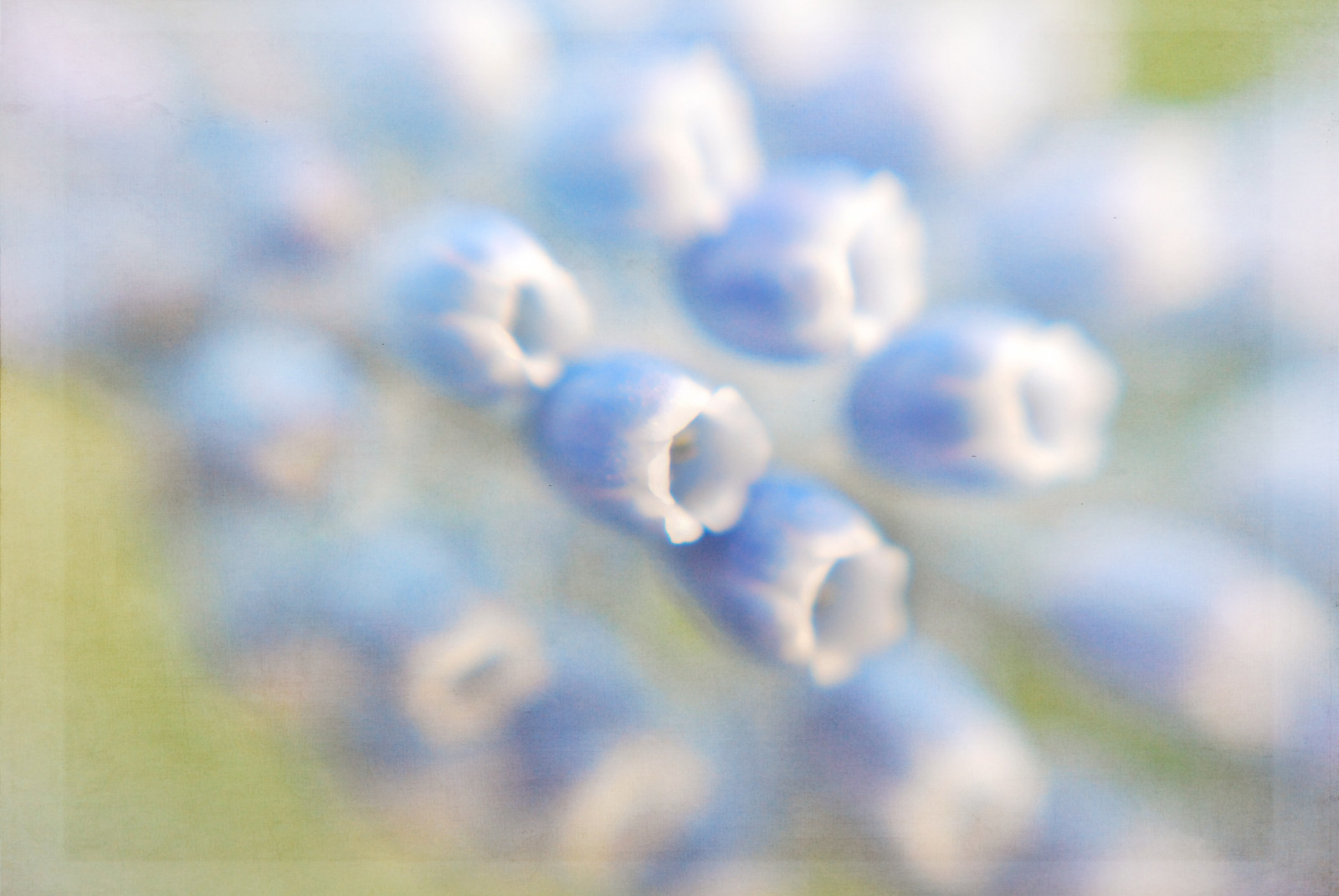 แสงแดด, ดอกไม้, ท้องฟ้า, แมโคร, สีน้ำเงิน, เบ่งบาน, พื้นผิว, ฤดูใบไม้ผลิ, muscari, ฝัน, ละเอียดอ่อน, อ่อนนุ่ม, ดอกไม้, กลีบดอก, กลางวัน, วอลล์เปเปอร์คอมพิวเตอร์, บรรยากาศของโลก, ใกล้ชิด, การถ่ายภาพมาโคร, Kimklassen, lindatrine, sienna62, rowsoflittlebells