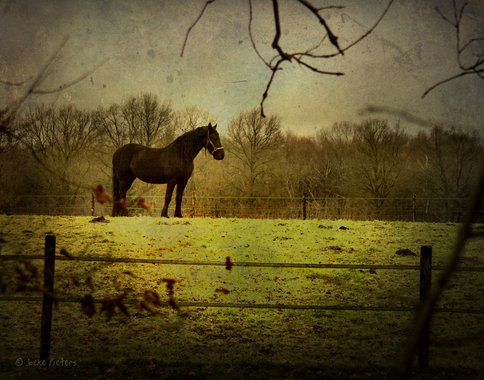 slunečnímu záření, krajina, Příroda, kůň, tráva, nebe, pole, dřevo, větev, večer, ráno, Volně žijících živočichů, textura, atmosféra, Nizozemí, Holandsko, strom, lučina, rostlina, mygearandme, pastvina, tma, louka, mygearandmepremium, mygearandmebronze, mygearandmesilver, mygearandmegold, nederland, platinumheartaward, fauna, Winterswijk, Gelderland, prérie, skeletalmess, venkov, dřevina, savana, hříva, kůň jako savci, mustang kůň, Achterhoek, wei, konicaminoltadimagea2, Paard, 6791, ratum, rusticcharm2, lamplighteffect, stock photography