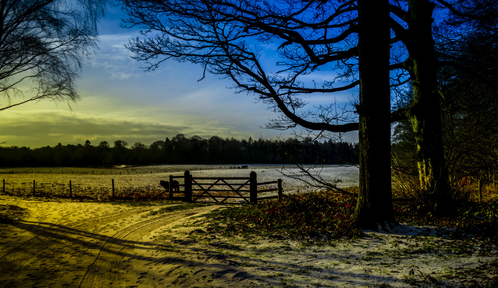 sollys, landskab, Skov, solnedgang, sø, natur, afspejling, græs, sne, afdeling, solopgang, aften, morgen, Nikon, ødemark, skumring, 2015, pony, træ, efterår, blad, daggry, plante, sæson, Port, eng, D3200, paddock, skov, nationaltrust, clumberpark, landdistrikt, levested, naturligt miljø, atmosfærisk fænomen, vedplante