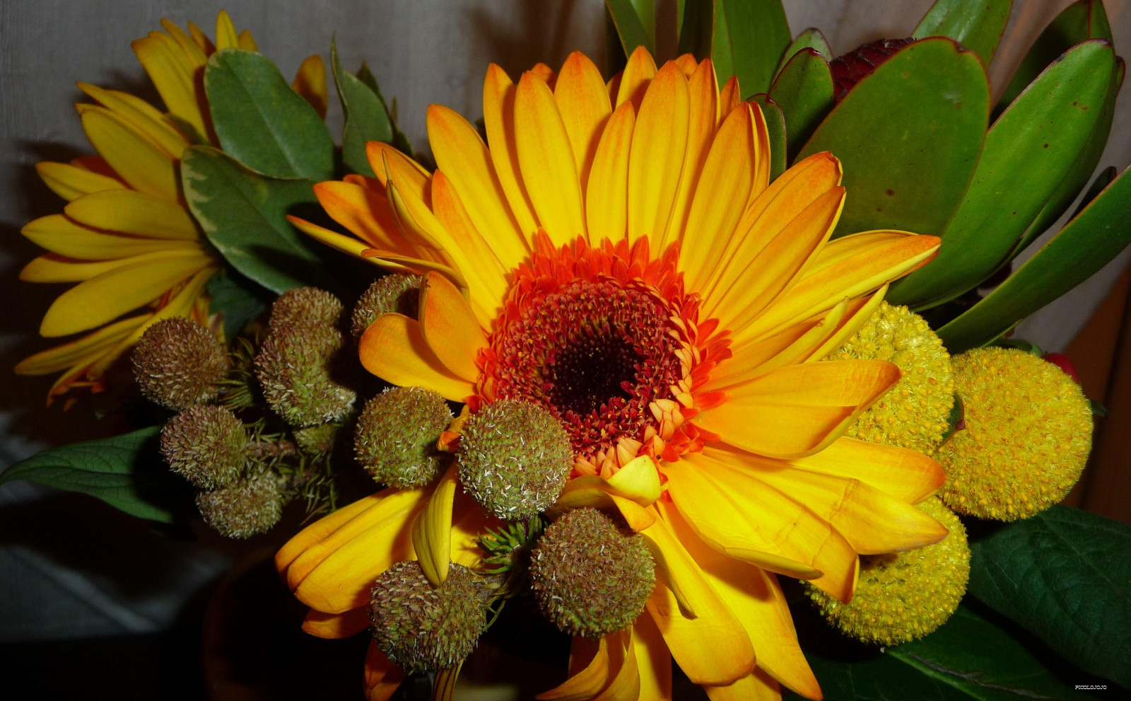 ดอกไม้, ดอกไม้, สีเขียว, ธรรมชาติ, เฟลอร์, สีเหลือง, fleurs, Jaune, กลีบดอก, สีเขียว, กลีบดอก, พานาโซนิค, เม็ดเลือดแดง, feuilles, petale, verdure, feuille, petals, ภาพที่สวยงาม, flickrsbest, abigfave, worldbest, flickrbest, theunforgettablepictures, vosplusbellesphotos, saariysqualitypictures, อย่างสมบูรณ์แบบ, virgiliocompany