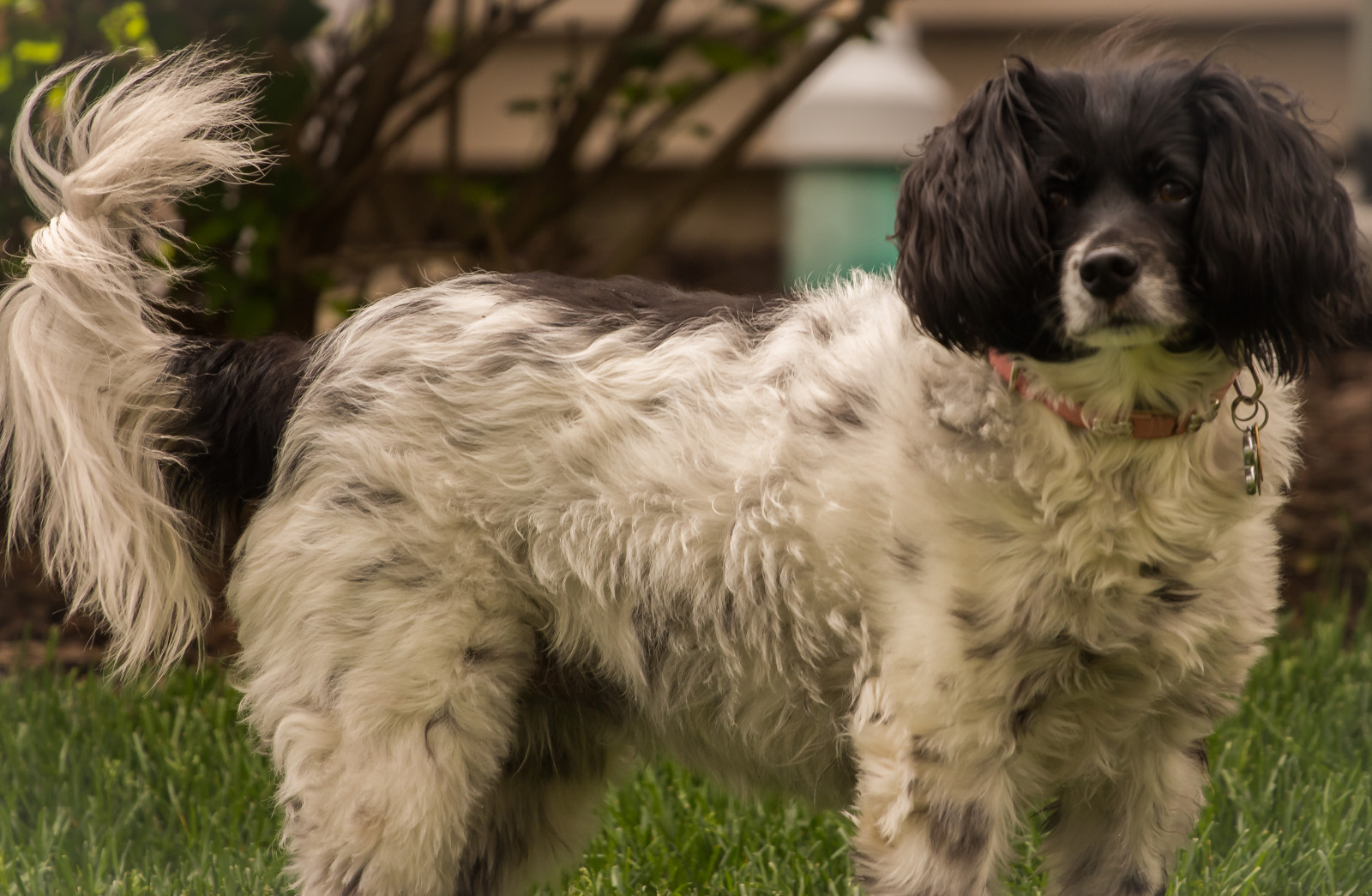 Sonnenuntergang, Wasser, Himmel, Fotografie, Hund, Pizza, Paar, Doge, Fußball, Ballon, Lesben, Freunde, Schlag, Max, ziemlich, hoch, niedlich, Paare, Mädchen, Party, sexy, Finger, Hunde, Gruppe, attraktiv, Qualität, Hund wie Säugetier, Fleischfresser, Spaniel, Überraschung, Hund Kreuzungen, gleiten, Hunderasse, Shan, Havanese, Tibetischer terrier, Pudelkreuzung, Schapendoes, Jonglieren, Fleckig, Pixxa, Futball, Partyy, Dandelioin, Besteis, companion dog, briquet griffon vend en