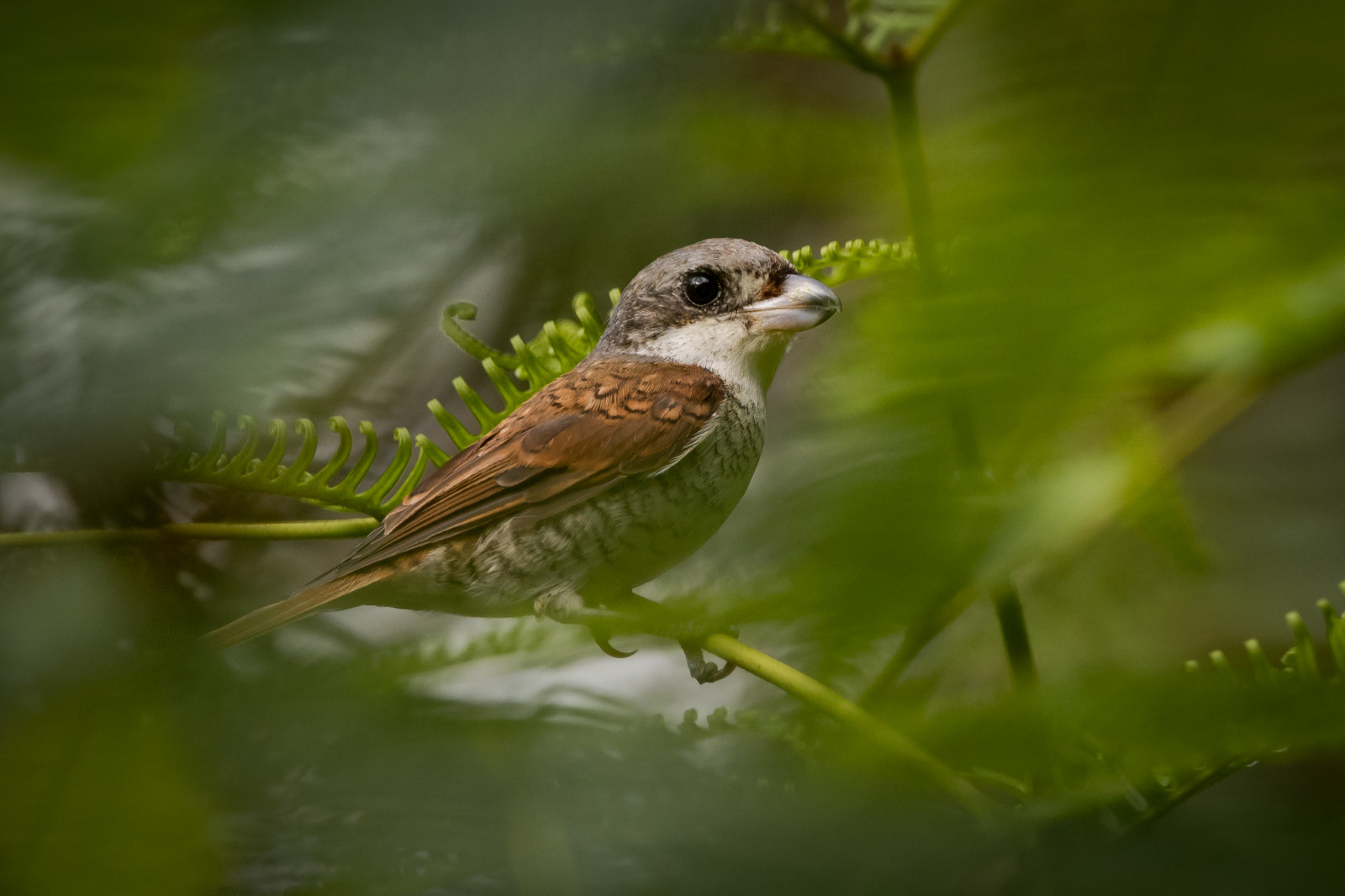 Asie, voda, Příroda, větev, Volně žijících živočichů, Malajsie, zobák, Vrabec, teleobjektiv, pták, pěnkava, fotografie, fotografie, Skřivan, oiseau, křídlo, obraz, obrázek, vogel, fauna, Aves, Terengganu, prohlížení pták, ekosystém, organismus, Lejskovití, slavík, Emberizidae, střízlík, malaisie, canoneos1dxmarkii, maleisi, Malasia, ef14xiiiextender, burung, vrabec, Tigershrike, Laniustigrinus, Tirjupharimau, Tasikkenyir, Ef500mmf4lisiiusm14xiii
