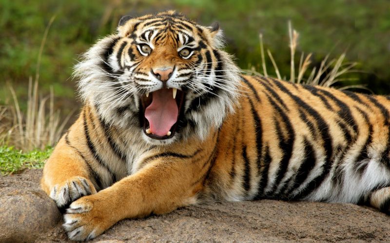 Tiere,Tiger,Tierwelt,große Katzen,Zoo,Whiskers