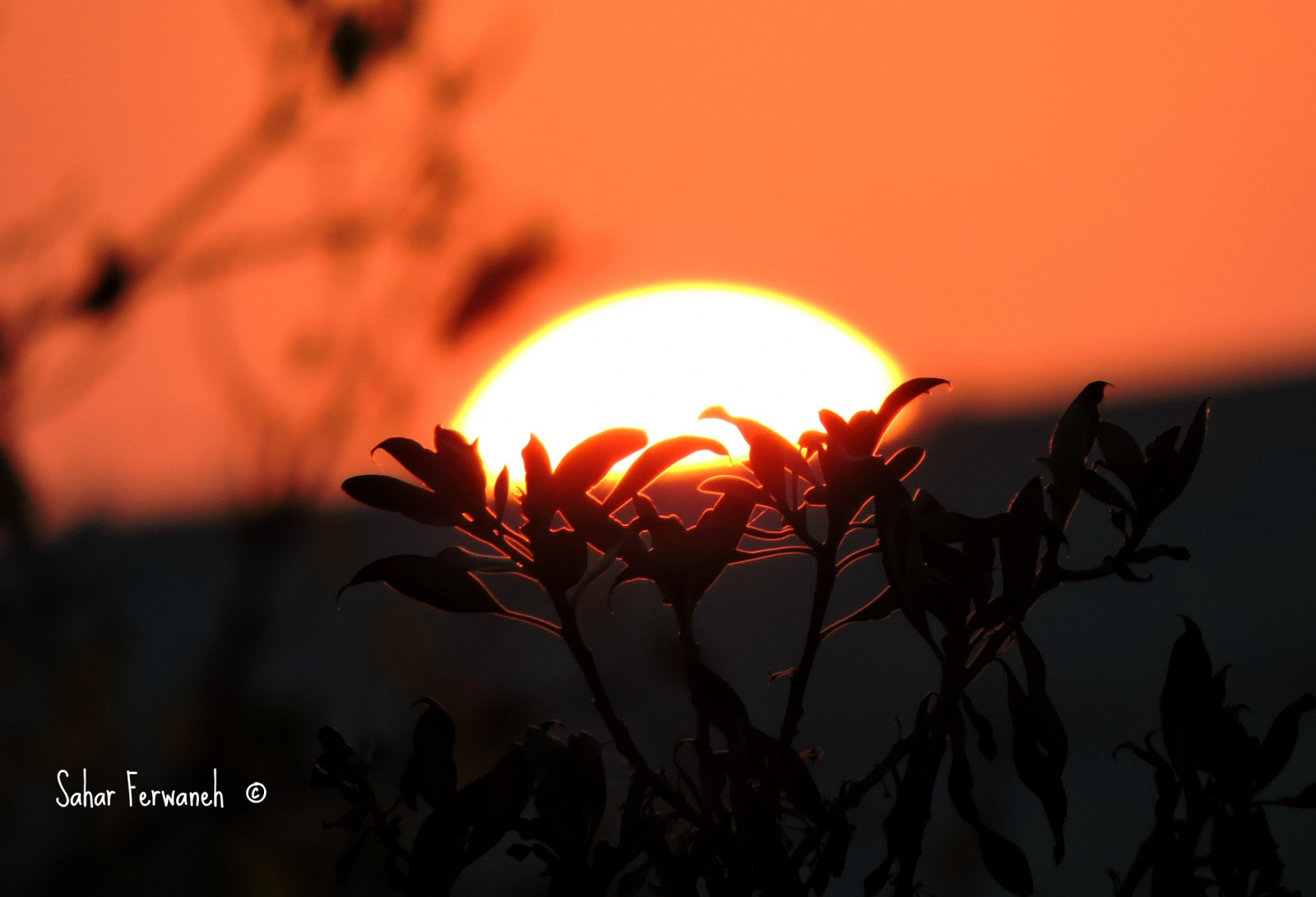 ดอกไม้, พระอาทิตย์ตก, ท้องฟ้า, ส้ม, ดวงอาทิตย์, ดอกไม้, ธรรมชาติ, สีเหลือง, ดี, Nikon, flickr, ส่องแสง, natureza, ngc, อัมมาน, ซันนี่, จอร์แดน, อย่างสมบูรณ์แบบ