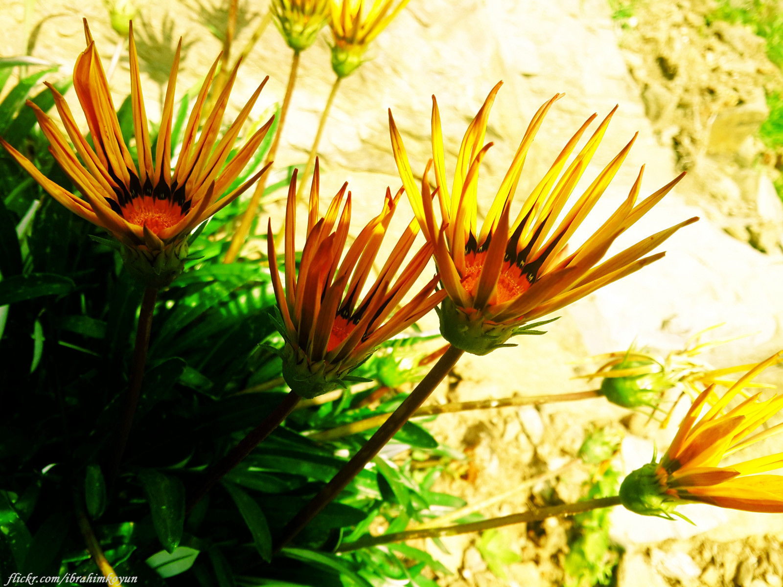 galaxie, zelená, žlutý, Samsung, krocan, Antalya, květ, rostlina, flóra, s4, divoká rostlina, počítač tapeta, kvetoucí rostlina, daisy rodina, Türkei, ye il, Turkiye, yaprak, Cicek, Gazipa a