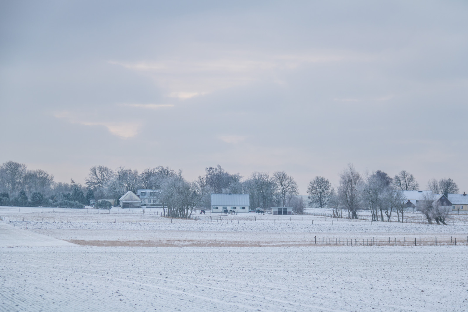 landskab, himmel, sne, vinter, is, morgen, frost, Arctic, rime, Fryser, landskab, vejr, sæson, himmel, vinter, tr d, landskap, rimfrost, tre, snestorm, atmosfærisk fænomen, vinter storm