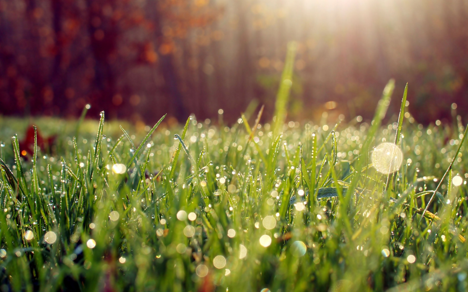 auringonvalo, vesi, luonto, ruoho, kasvit, ala, vesipisarat, vihreä, aamu, kaste, syksy, puun lehti, kukka, ruohoalue, kasvi, kasvisto, niitty, wildflower, nurmikko, metsä, preeria, elinympäristö, luonnollinen ympäristö, kasvitiede, kasvi, makrokuvaus, ruoho perhe, varsi, kosteus