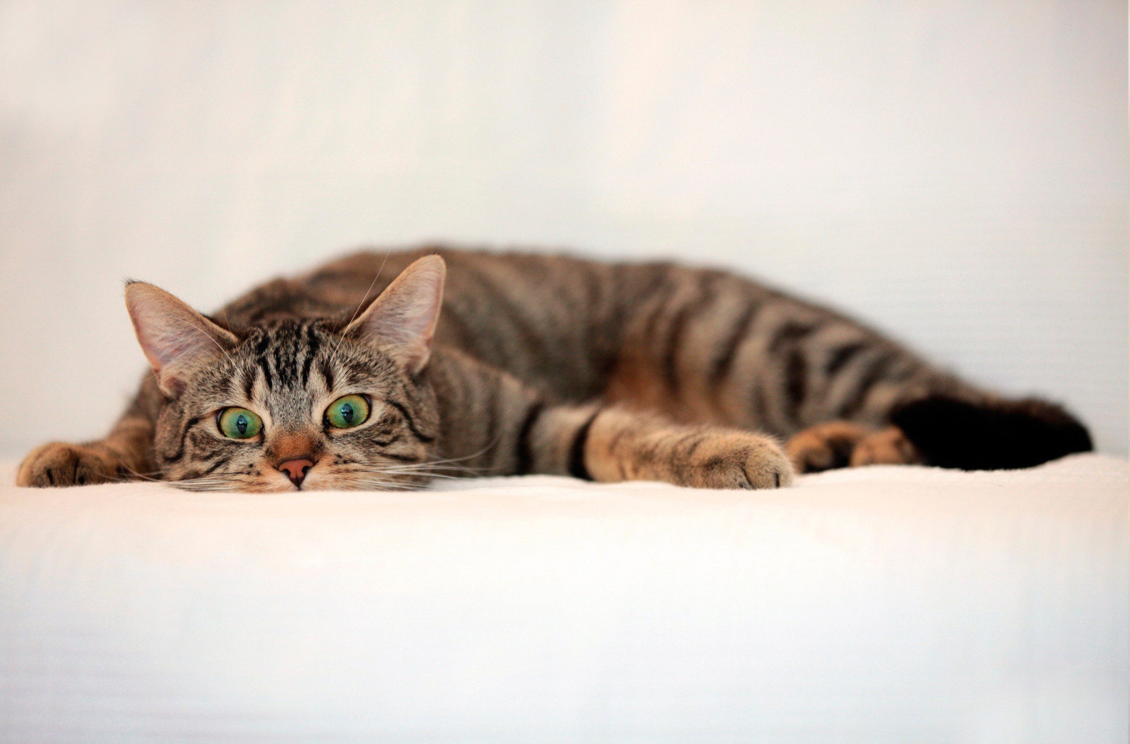 2500x1647 px, animali, gatti, sfondo bianco