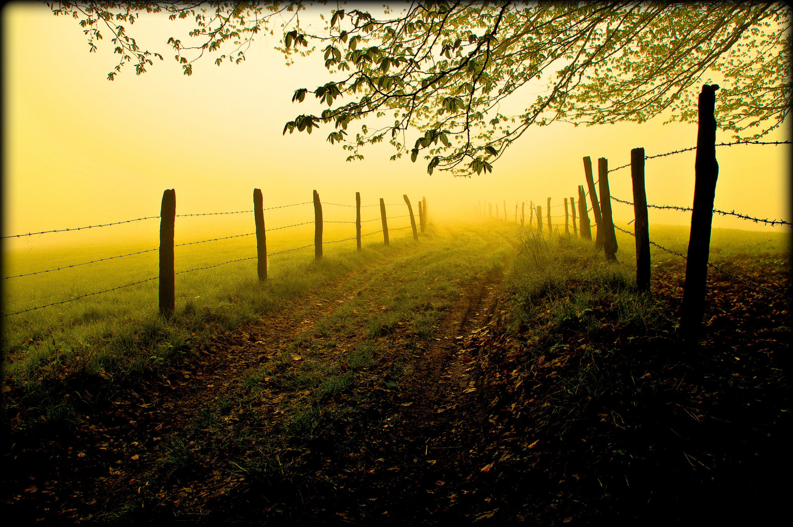 햇빛, 경치, 숲, 자연, 잔디, 하늘, 들, 분기, 해돋이, 노랑, 저녁, 아침, 독일, 안개, 태양, 분위기, 먼지, 울타리, 통로, 미술, 나무, 가을, 안개, 잎, 새벽, 목초지, 방법, 엘리트 갤러리, 농업, 목초지, 창조적 인, 본성, abigfave, 백금 왕위, 잊을 수없는 사진들, bestcapturesaoi, 백금 사진, 과도기, 예술 이미지, 금 따가워 진, 오버 벌크, 잔디 가족, 메이든 헤르츠 트리, stock photography