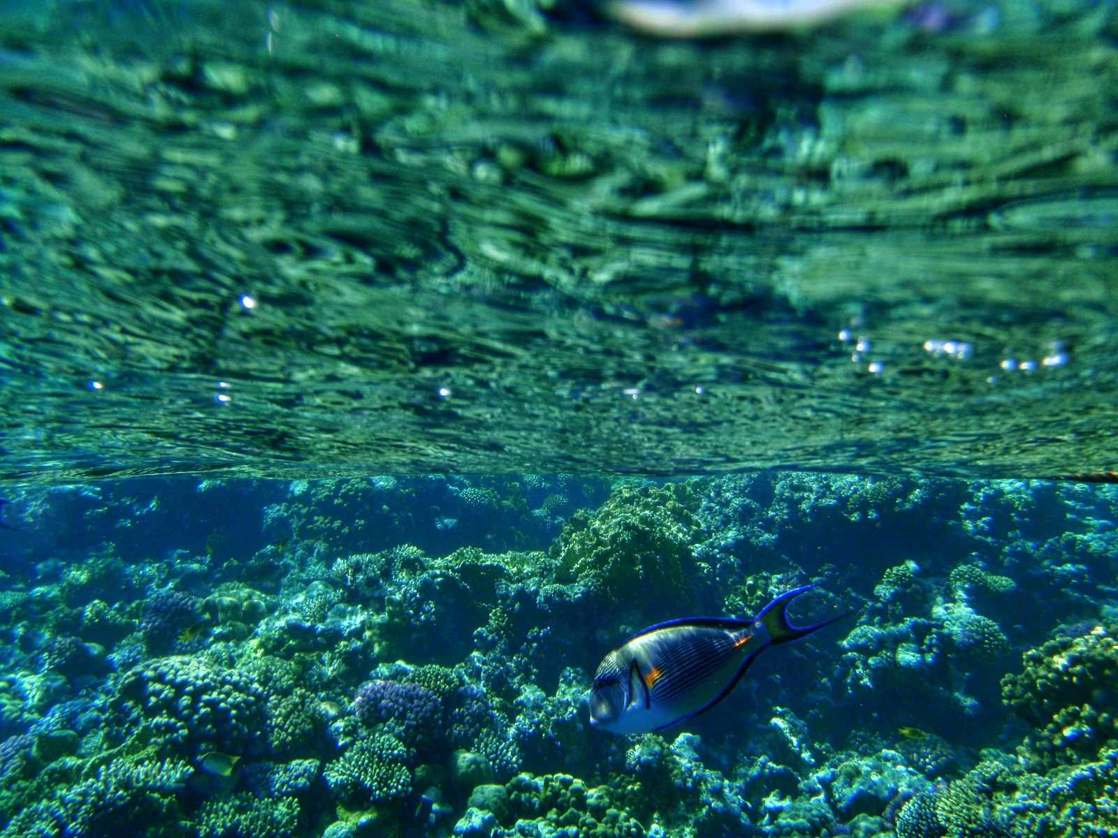 výlet, cestovat, moře, dovolená, Dovolená, Ryba, voda, korál, plavání, plavat, fotografování, fotografie, dovolená, fotograf, šnorchl, fotky, Rudé moře, Indický oceán, Olympus, šnorchlování, cesta, plavec, vody, cestování, bluewaters, Hurghada, korálový útes, beautifulmoments, cestovatel, underwaterphotography, Překrásná místa, clearwaters, grandmakadi, azurewaters, wonderfulplaces, Makadi Bay, sturgeonfish, beautifulseascapes, olympustough, thegrandmakadi