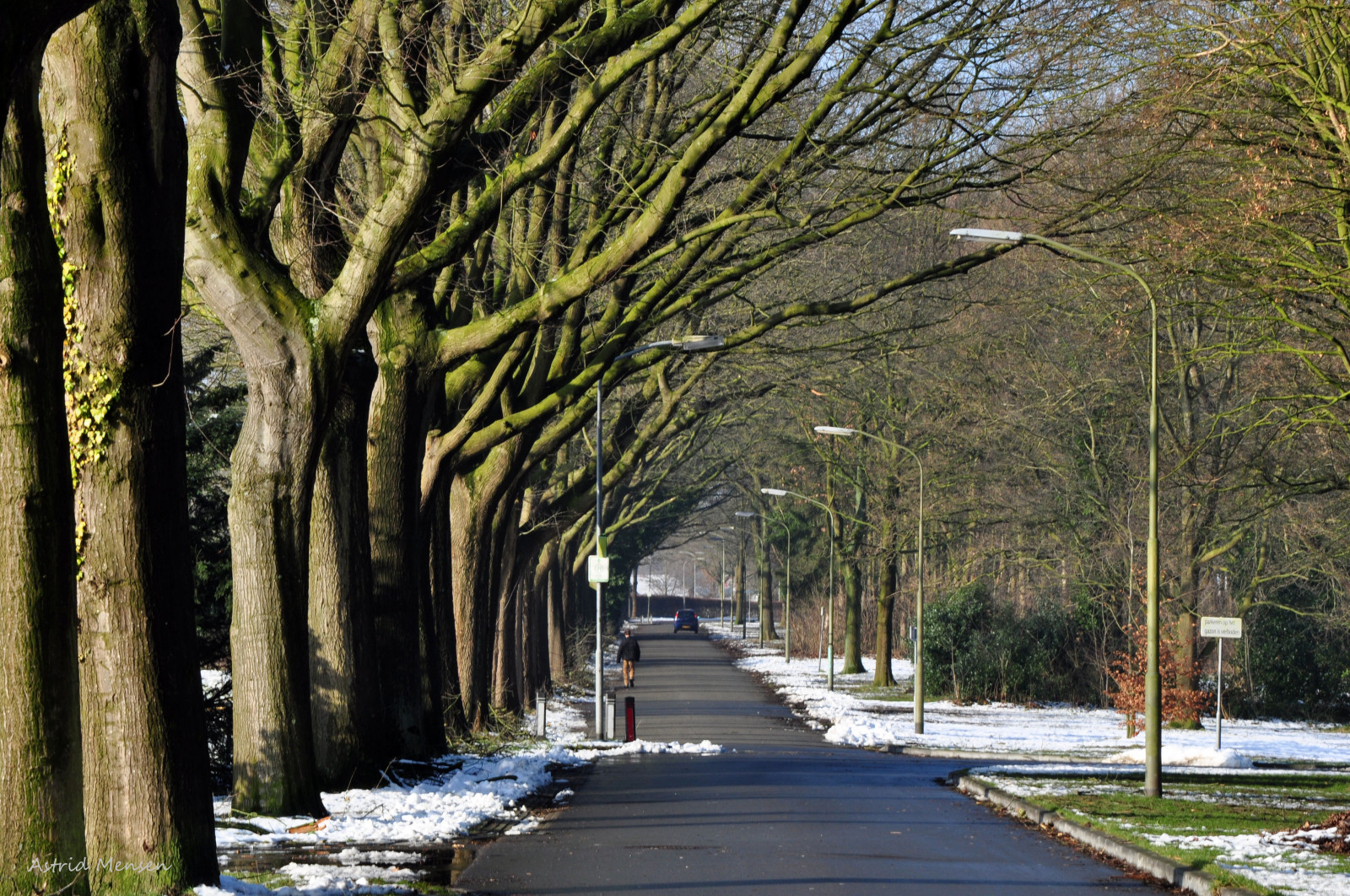 krajina, les, Příroda, zima, silnice, 2015, strom, podzim, list, květ, rostlina, sezóna, drenthe, zálesí, venkov, dřevina, januari, Emmen, angelslo