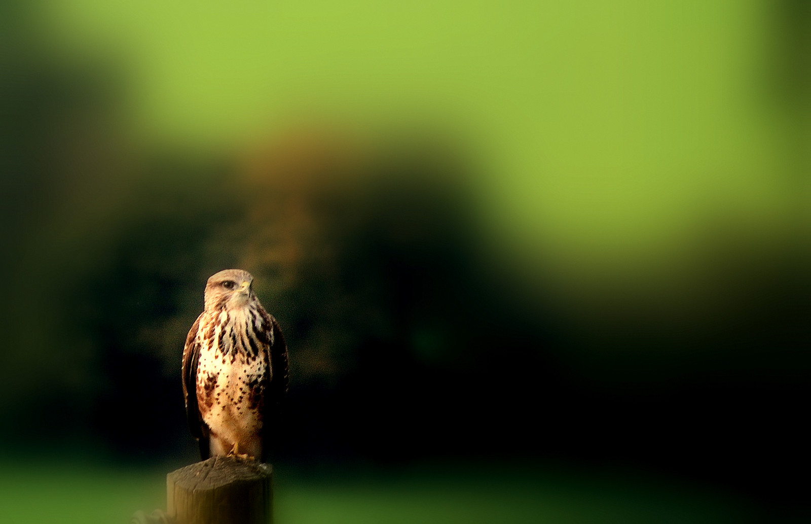 pták, Wales, úžasný, Bravo, výstřely, jestřáb, Cymru, pozorování ptáků, Ceredigion, Soe, hebog, naturesfinest, aderyn, magicdonkey, flickrsbest, llandyfriog, beautifulcapture, 10fave, abigfave, nikond80, shieldofexcellence, platinumphoto, anawesomeshot, aplusphoto, brynmeillion, amazingshots, goldenphotographer, avianexcellence, excellenceinavianphotography, flickrdiamond, theperfectphotographer, Walesk, Curyll, 35favesgroup