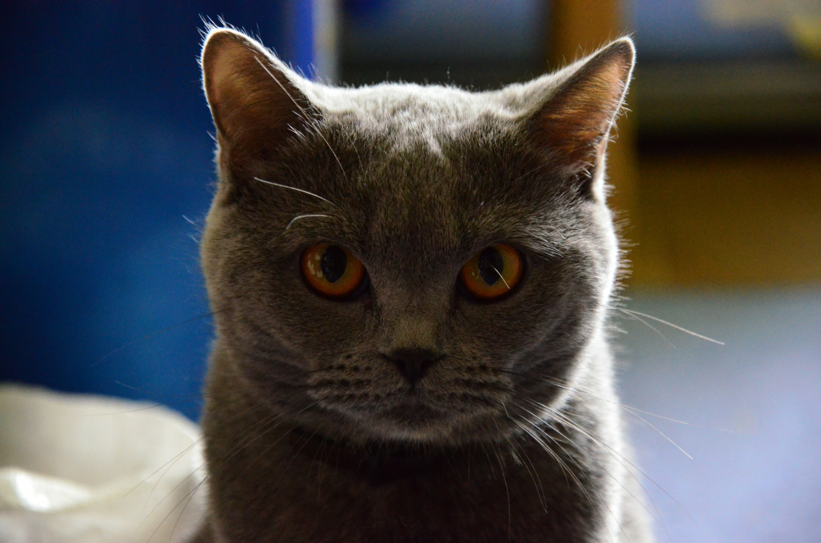 kočka, zvěř, nos, kníry, Britská krátkosrstá, kočky, fauna, savec, barmská, 4928x3264 px, obratlovců, zblízka, kočka jako savci, čenich, malé až středně velké kočky, carnivoran, domácí krátké vlasy kočka, Evropská krátkosrstá, Chartreux