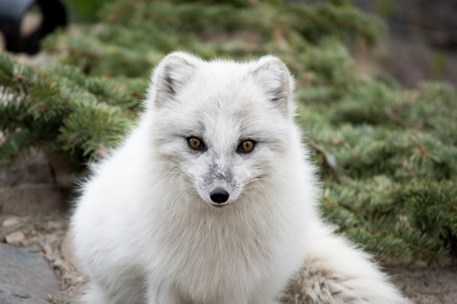 white, wildlife, fur, fox, arctic fox, predator, fauna, mammal, vertebrate, dog like mammal, dog breed group, greenland dog, german spitz mittel, american eskimo dog, japanese spitz, german spitz, volpino italiano, german spitz klein, muzzle, polar fox