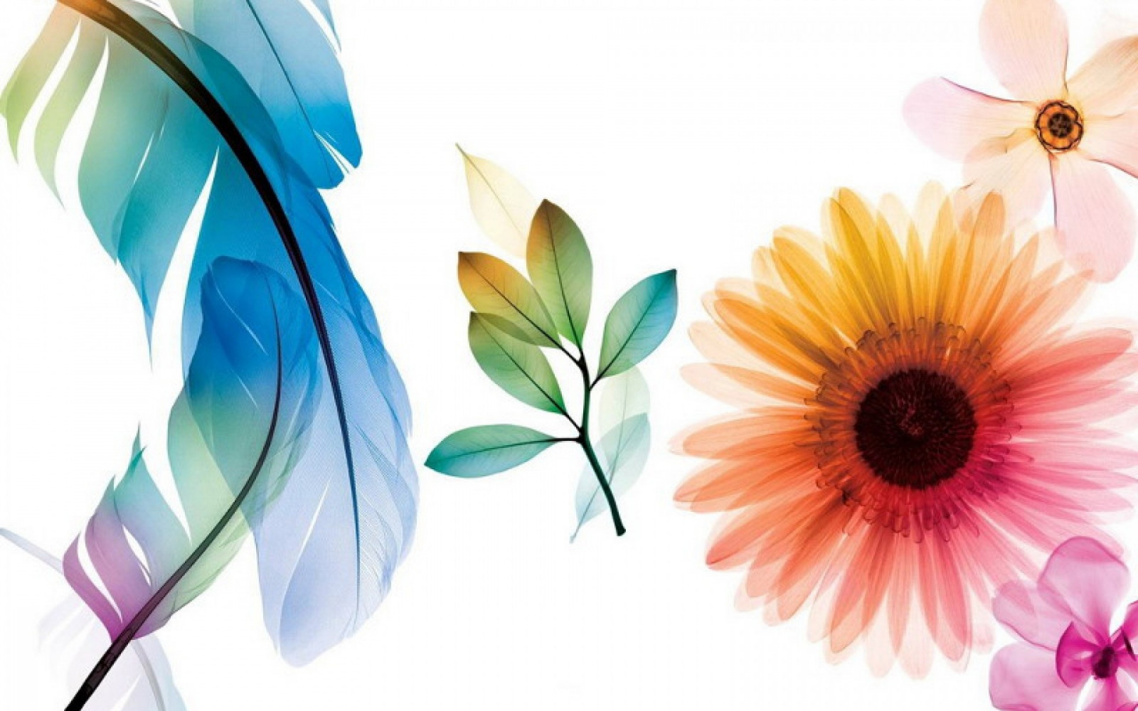 Wallpaper flower, leaves, color, background 1920x1200 wallhaven