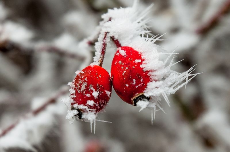zima, zmrazení, sníh, mráz, větev, zblízka