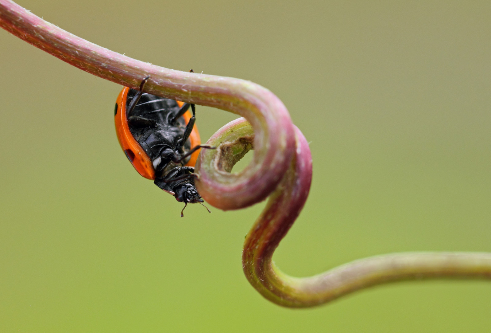 rød, sort, detalje, makro, grøn, natur, tæt på, Skotland, lang, dyreliv, Bille, vedbend, blæsende, slyngtråd, pletter, mariehøne, mariehøne, vikling, snoet, Ayrshire, Coleoptera, coccinella, coccinellaseptempunctata, Stewarton, sevenspotladybird, 7spotladybird, eastayrshire, ivytendril