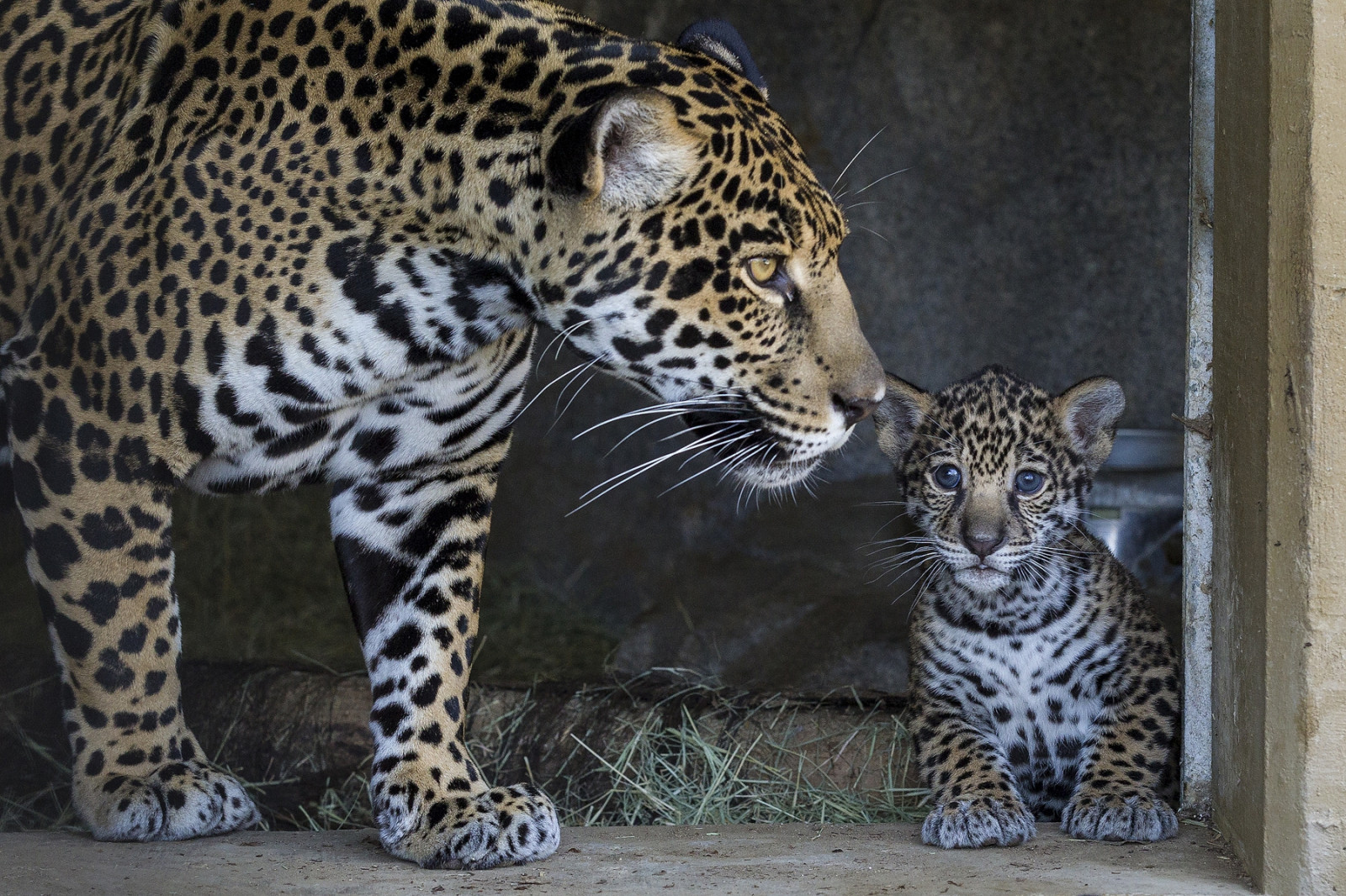 dyreliv, store katte, Zoo, leopard, Jaguar, Mor, fauna, pattedyr, hvirveldyr, kat lignende pattedyr, omsorgsfuld, cub