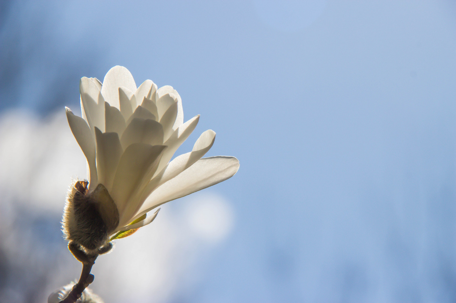 slunečnímu záření, zahrada, Příroda, park, větev, žlutý, květ, jaro, magnólie, list, květ, rostlina, sezóna, flóra, pupen, Blomma, v r, jaro, Alnarp, okvětní lístek, Knopp, alnarpsparken, divoká rostlina, botanika, suchozemská rostlina, kvetoucí rostlina, zblízka, makro fotografie, závod stonek