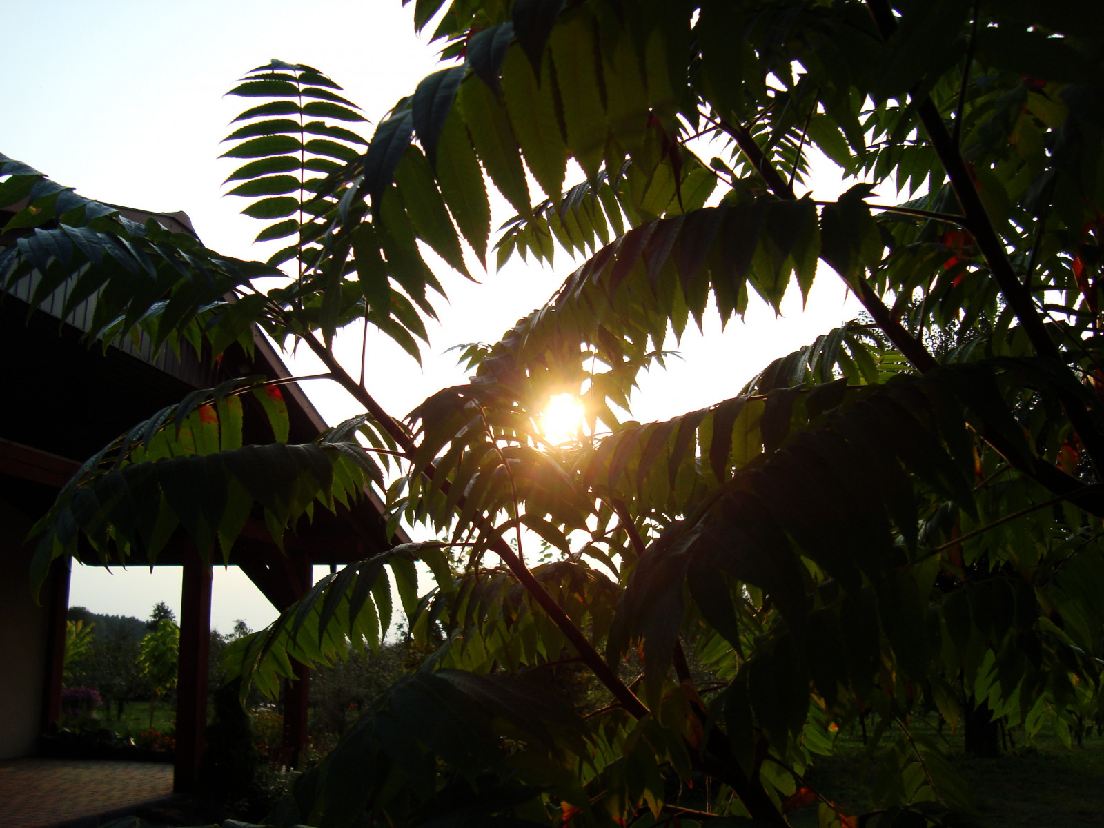 slunečnímu záření, les, zahrada, rostliny, větev, zelená, džungle, deštný prales, světlo, strom, list, květ, rostlina, flóra, tropy, místo výskytu, přírodní prostředí, botanika, dřevina, arecales, palm rodina