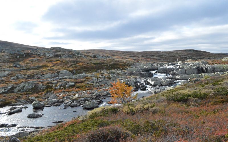 træer, landskab, bjerge, hav, Bugt, bakke