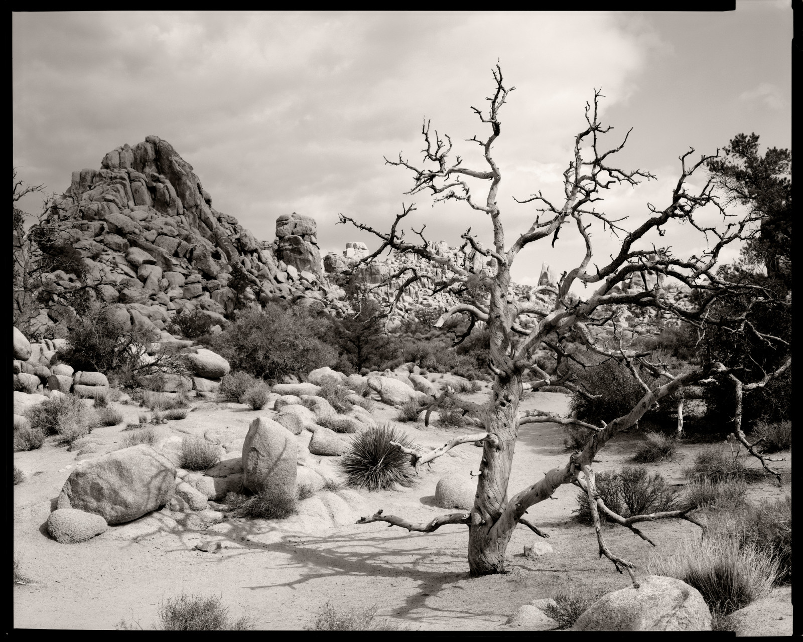 deadtree, Hiddenvalley, eben, jalovec, Gitzo, joshuatreenationalpark, Rodenstock, Arista, Aristaultra100, Kodaktmaxrs, Rw810, Gt5541ls