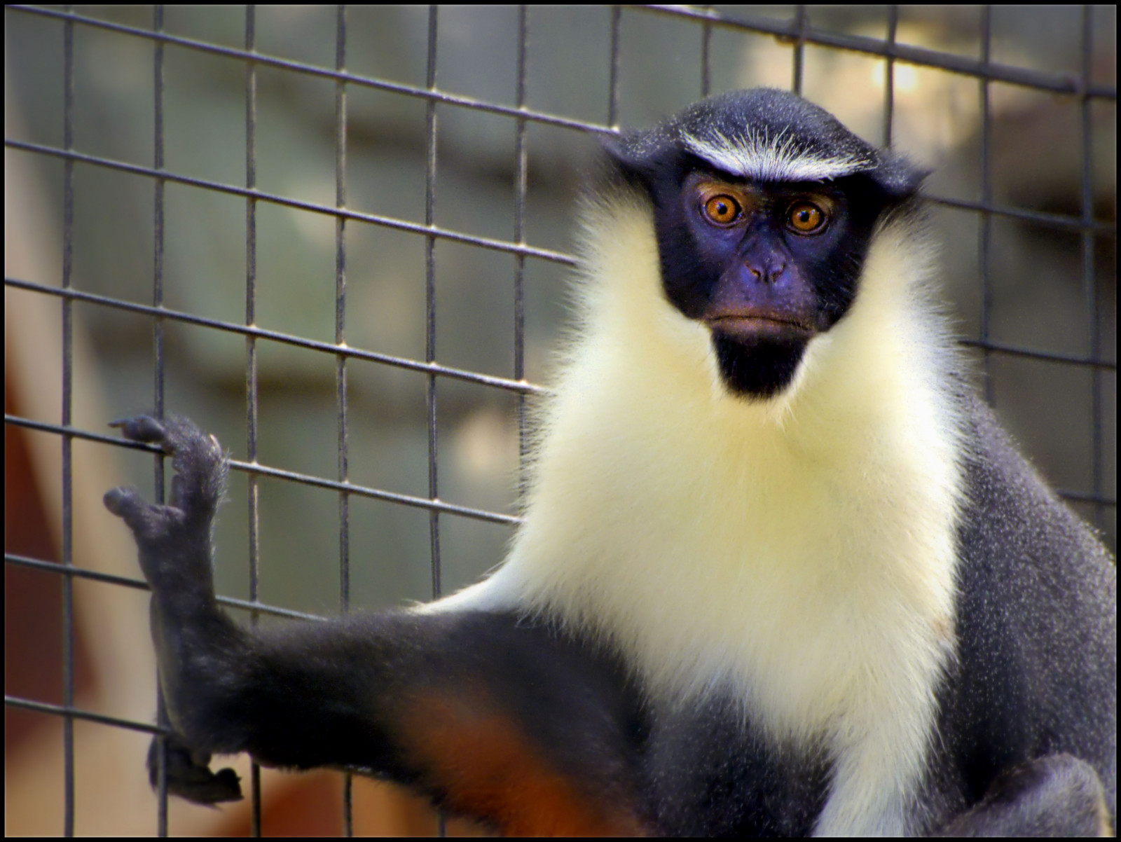 Fond d'écran faune, mammifère, primate, Vieux singe, organisme