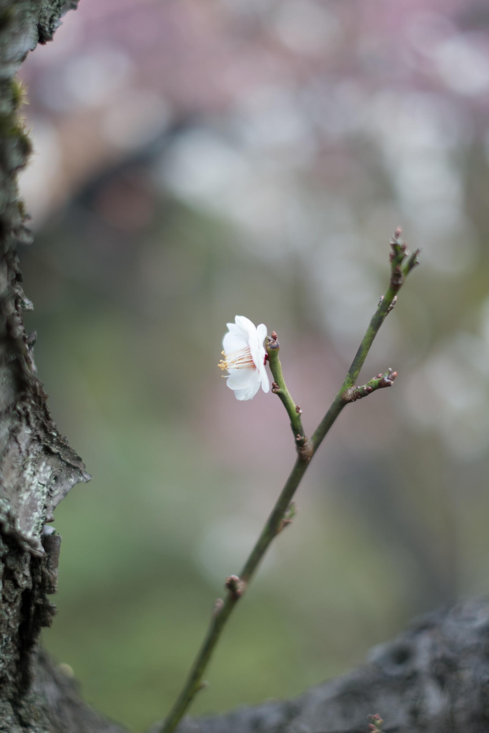 Japonsko, Příroda, větev, zelená, Třešňový květ, květ, jaro, Tokio, Fujifilm, jp, strom, podzim, list, květ, rostlina, sezóna, UME, flóra, pupen, fuji, Fujinon, ikegamibaien, xpro1, xf, xf35mmf14r, Ikegami, japaneseapricot, divoká rostlina, větvička, botanika, suchozemská rostlina, kvetoucí rostlina, zblízka, keř, makro fotografie, závod stonek