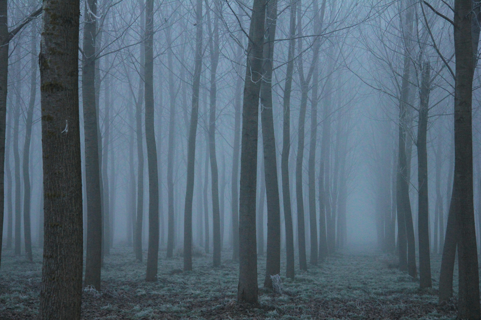 Туманный лес для визуализации горизонтальная. Темное утро. Фоны для сообщений в вк мрачные. Текстура туман темнота. Trentemoller "fixion (2lp)".