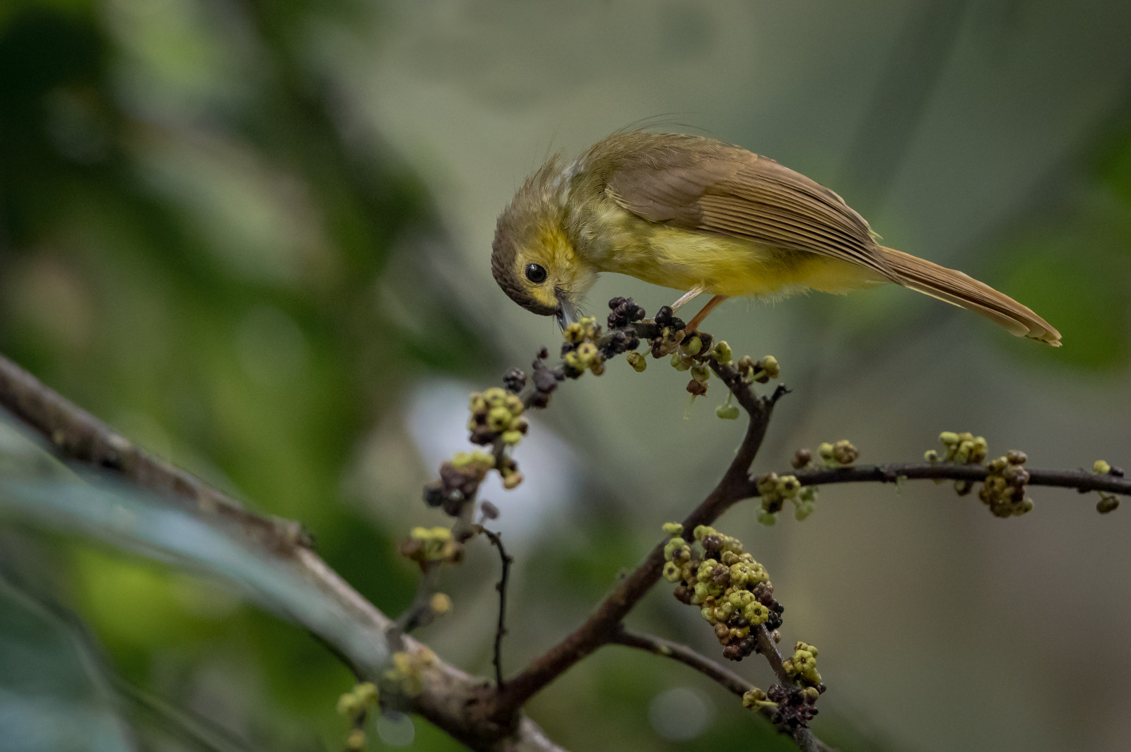 hairybackedbulbul, tricholestescriniger, Tasikkenyir, Terengganu, Malajsie, Asie, merbahbulutengkuk, burung, Příroda, Volně žijících živočichů, canoneos1dxmarkii, Ef500mmf4lisiiusm14xiii, asijský, malaisie, Maleisie, Malasia, ef14xiiiextender, oiseau, Aves, vogel, fotografie, fotografie, obraz, obrázek, teleobjektiv