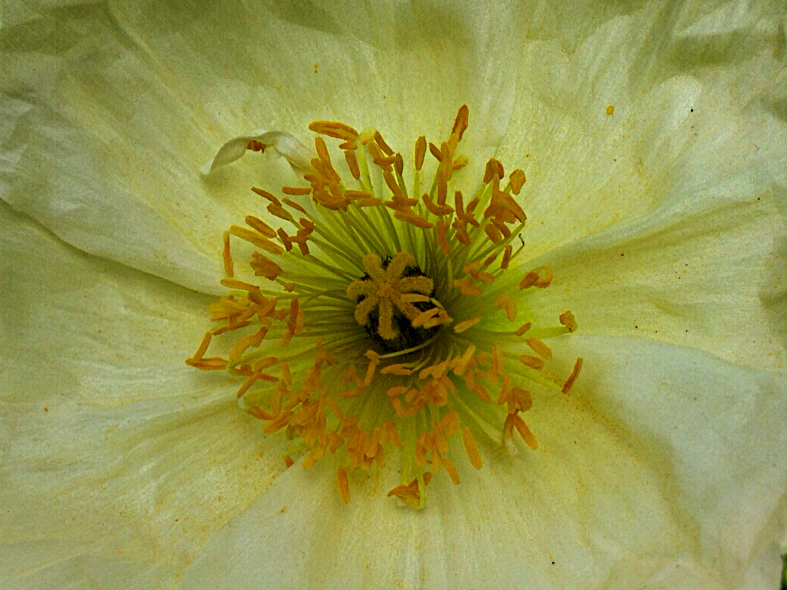 květiny, flores, květ, květ, flor, du, mák, vlčí mák, fiori, Rosella, Lachaise, Klaproos, coquelicot, pere, Flors, pavot, Amapolas, Amapola, Papavero, Roselles, Pavoty, Klatschrose, Fun rarium, Coquelicotpoppiespavots