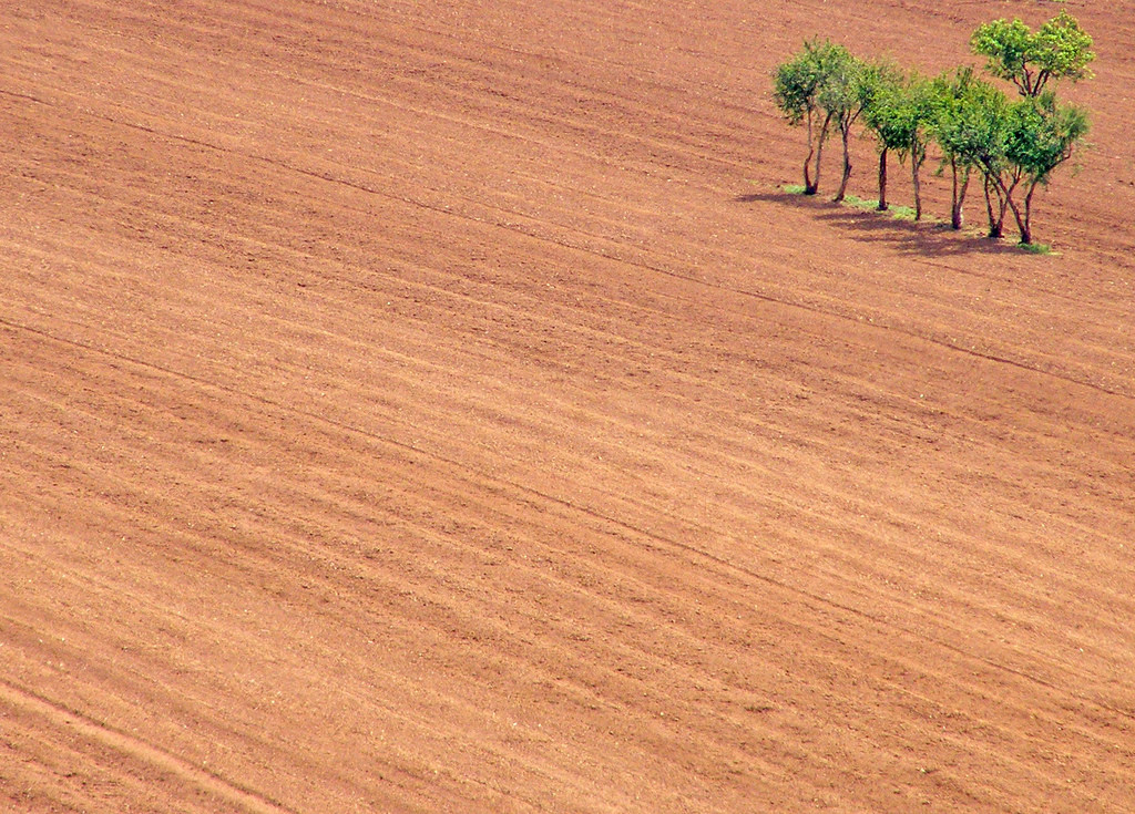 træ, Portugal, minimal, minimalisme, alentejo, odemira, agricola, arvore, patiblue, challengeyouwinner, ilustrarportugal, s rieouro