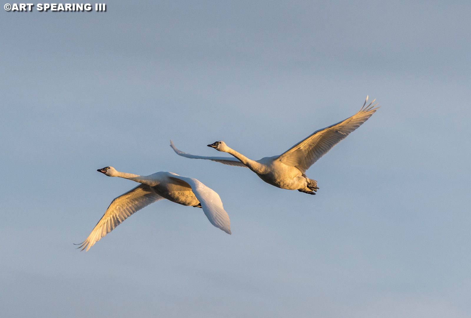 hvid, himmel, vinger, skyer, blå, dyreliv, Nikon, and, gås, næb, tundra, migration, Flyvningen, stativ, Svaner, areal, zoom, fugl, par, havfugle, bæk, vinge, midten, fauna, vandfugle, hvirveldyr, vand fugl, ducks gæs og svaner, fugletræk, migration dyr, ledelse, artspearing, 200.500