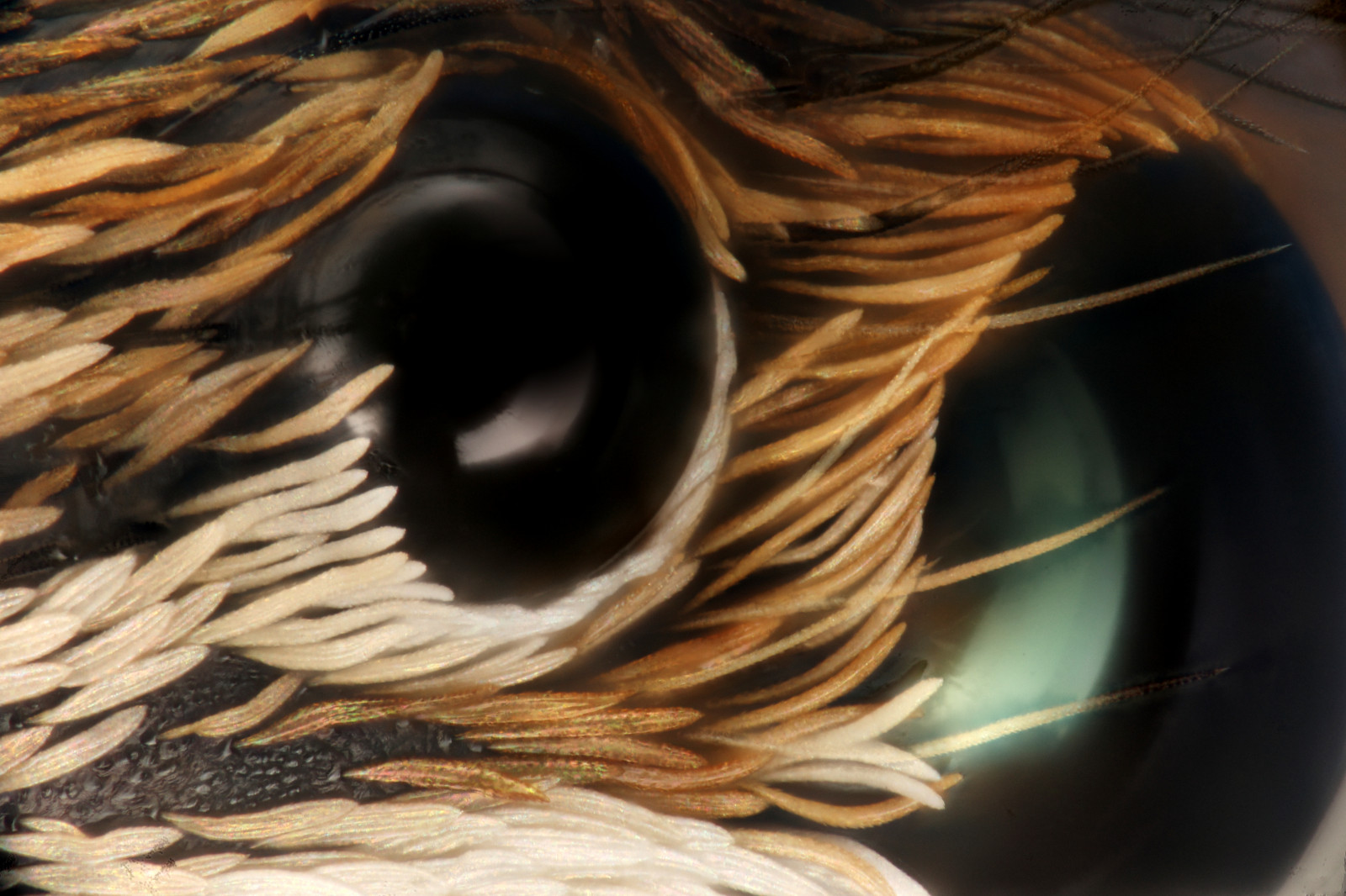 makro, pavouk, skákání, oči, micro, Sem, skokan, souprava, macropod, mikroskop, animalia, arthropod, Arachnida, Araneae, jumpingspiders, Salticidae, Chelicerata, Araneomorphae, Entelegynae, Salticidy, taxonomie království animalia, Taxonomie třídy arachnida, Taxonomie řád araneae, taxonomie kmen Arthropoda, Taxonomie subphylum chelicerata, Taxonomie rodiny salticidae, Salticoidea, Taxonomie podřád araneomorphae, Taxonomie nadčeleď salticoidea, Taxonomie common jumpingspiders, Taxonomie společné salticidy, macroscopicsolutions, Ara assaltarinas, Taxonomie společné ara assaltarinas, Taxonomie infračervené entelegynae