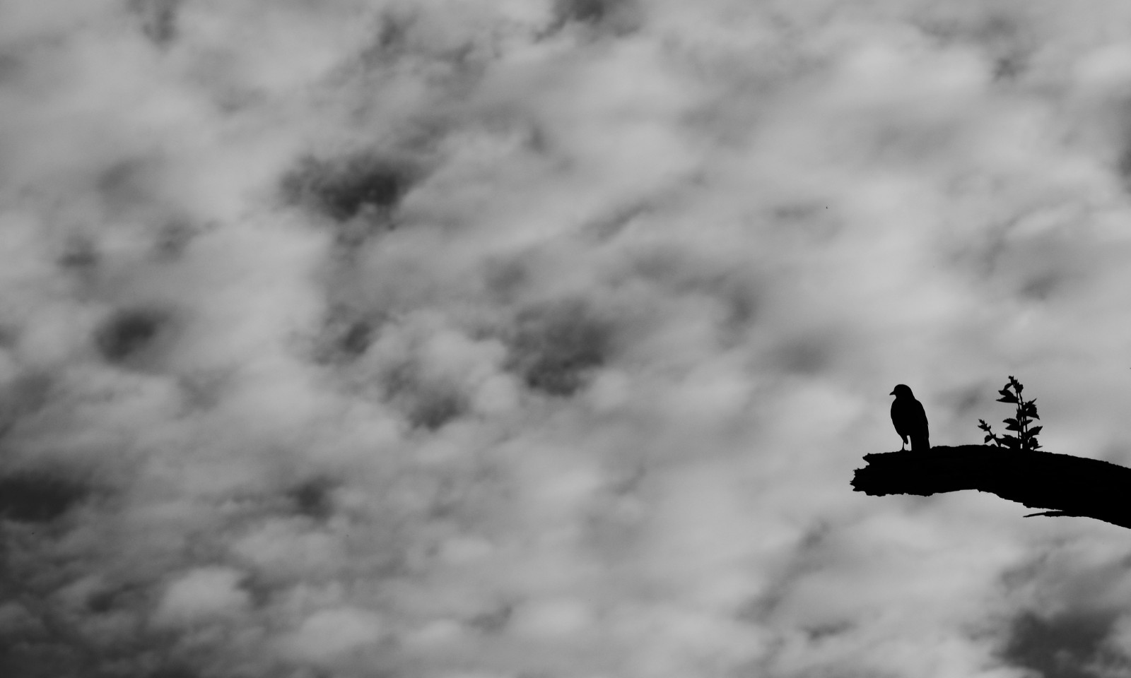 krajina, bílý, Černá, černobílý, nebe, fotografování, větev, atmosféra, Nikon, DX, Černý a bílý, mrak, strom, NIKKOR, zakalený, pták, Černá bílá, D7000, tma, během dne, ed, vr, AFS, 18105 mm, počítač tapeta, Atmosféra Země, Černý a bílý, monochromatické fotografování, meteorologický jev, kupa, jev, nikond700016mpdx, f3556g, 16 MP, 6fps, stock photography