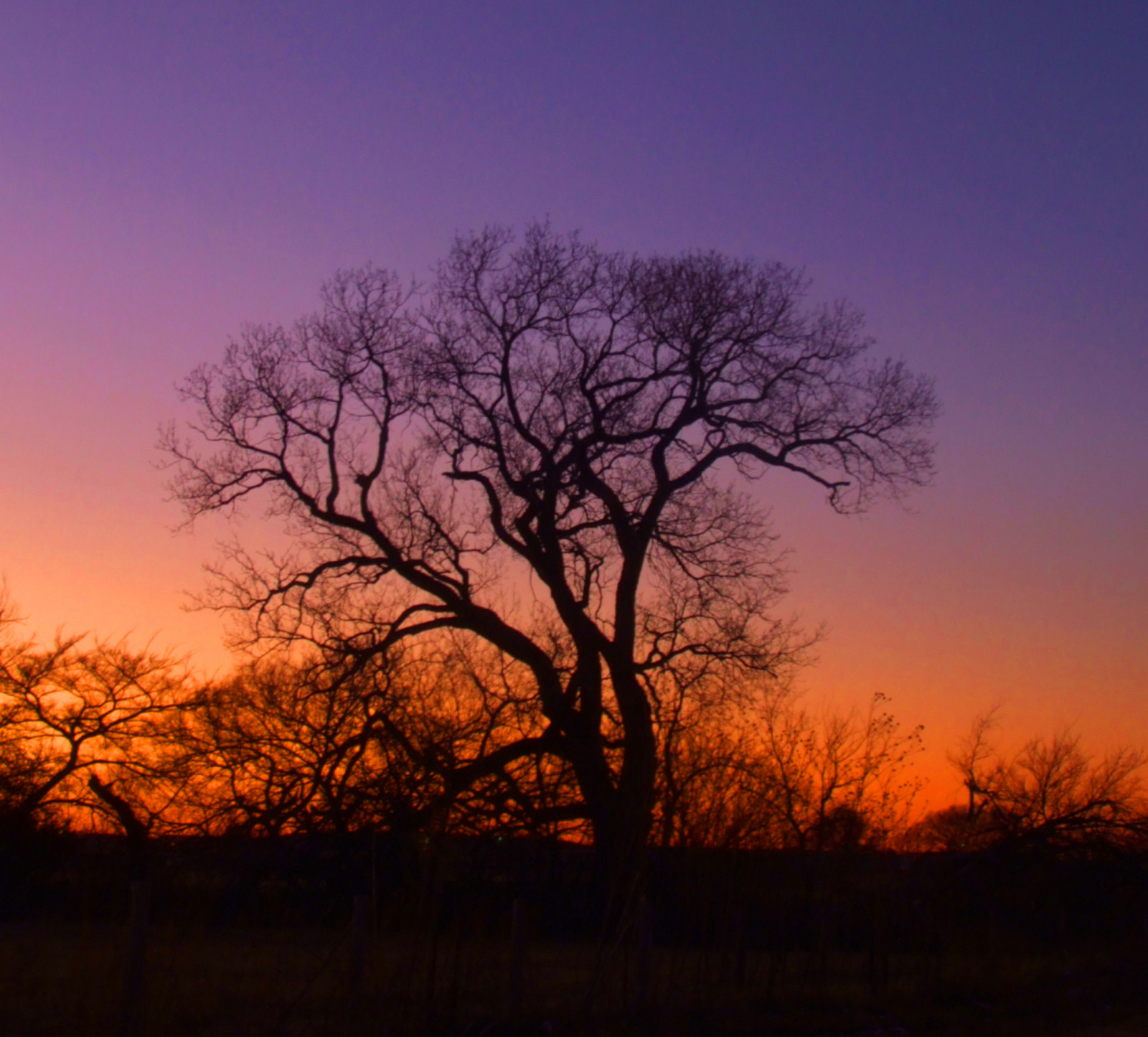 slunečnímu záření, krajina, západ slunce, nebe, pole, silueta, větev, svítání, večer, ráno, horizont, atmosféra, soumrak, mrak, Krásná, strom, svítání, prozkoumat, rostlina, fuji, počítač tapeta, odlesk, dřevina, červená obloha v dopoledních hodinách, savana, jev, ekoregion, S5200