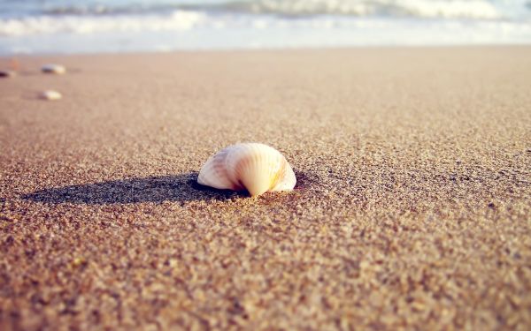 sea, nature, sand, macro, sunlight, morning