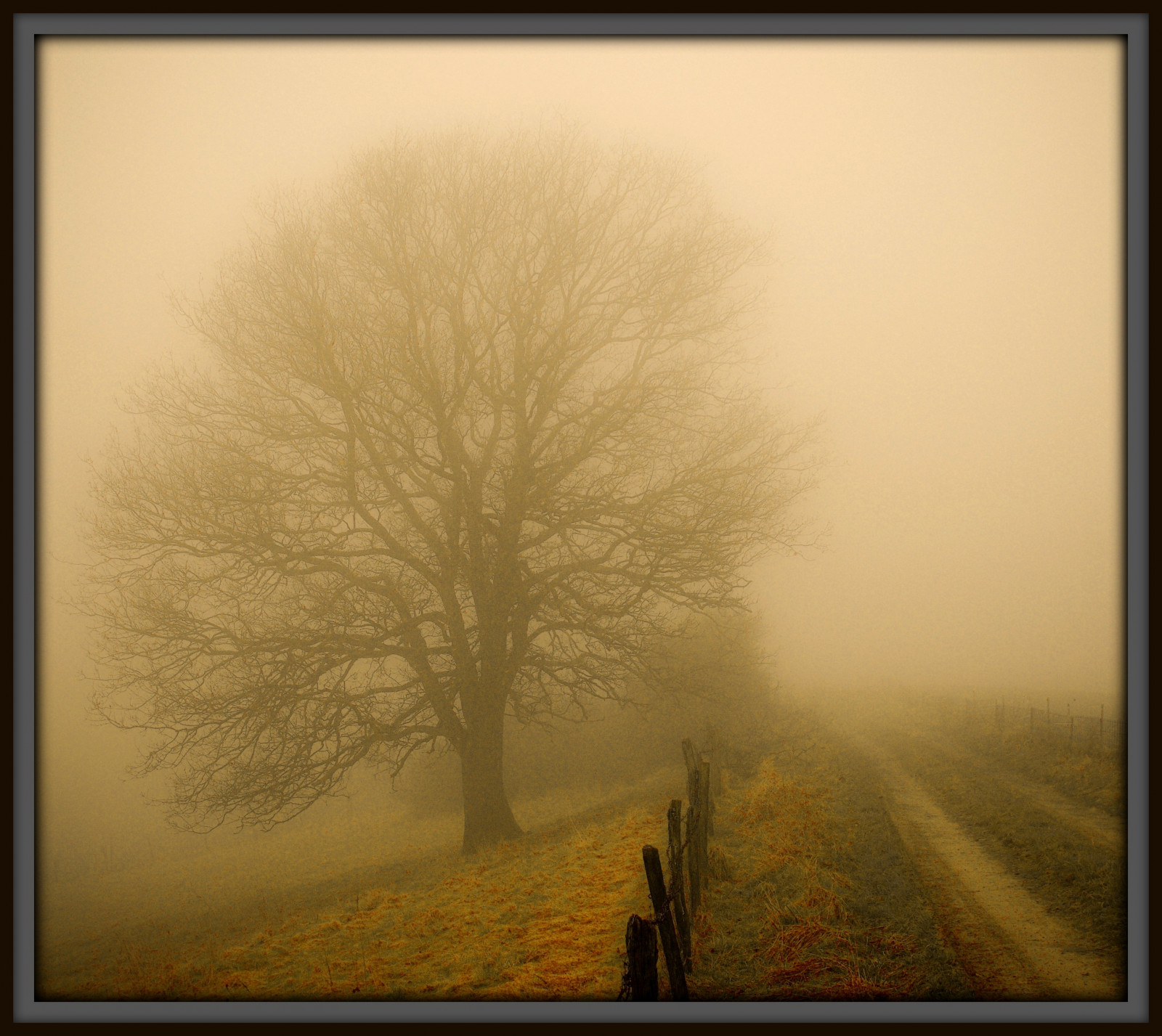 slunečnímu záření, ulice, Příroda, větev, svítání, ráno, Německo, mlha, kouzlo, prach, plot, cesta, jaro, UMĚNÍ, strom, mlha, počasí, svítání, sezóna, cesta, elitegalleryaoi, tvořivý, magický, sním, artistoftheyearlevel3, bestcapturesaoi, artistoftheyearlevel4, artistoftheyearlevel5, Oberberg, atmosférický jev, moderní umění