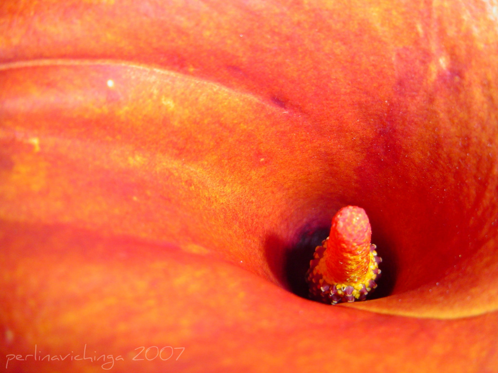 květiny, Červené, Příroda, kala, macroflowers, naturesfinest, Fotoartistiche, 25faves, aplusphoto, wowiekazowie, flowerpicturesnolimits, Geometriegeometrie, excapture